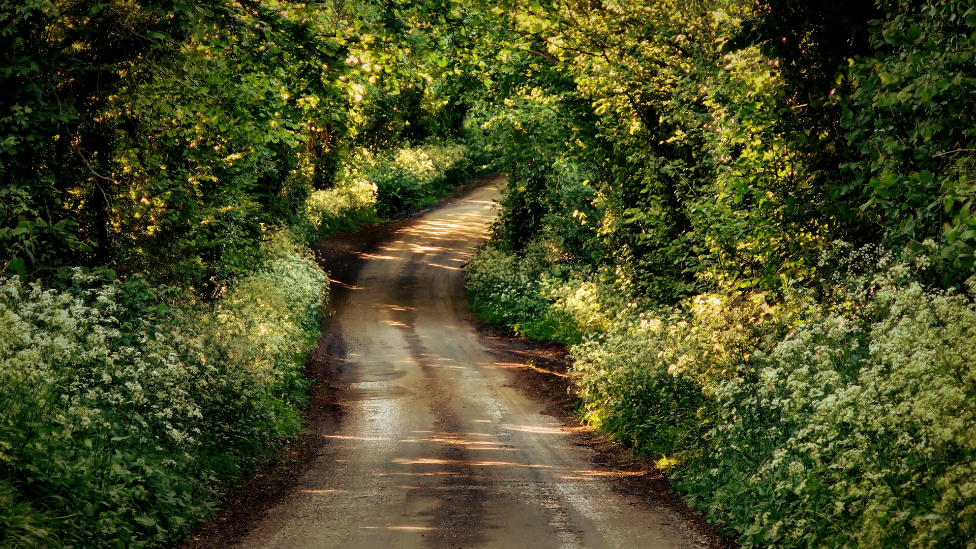Nature Plants Trees Forest Road Dirtroad Leaves England UK 1920x1080