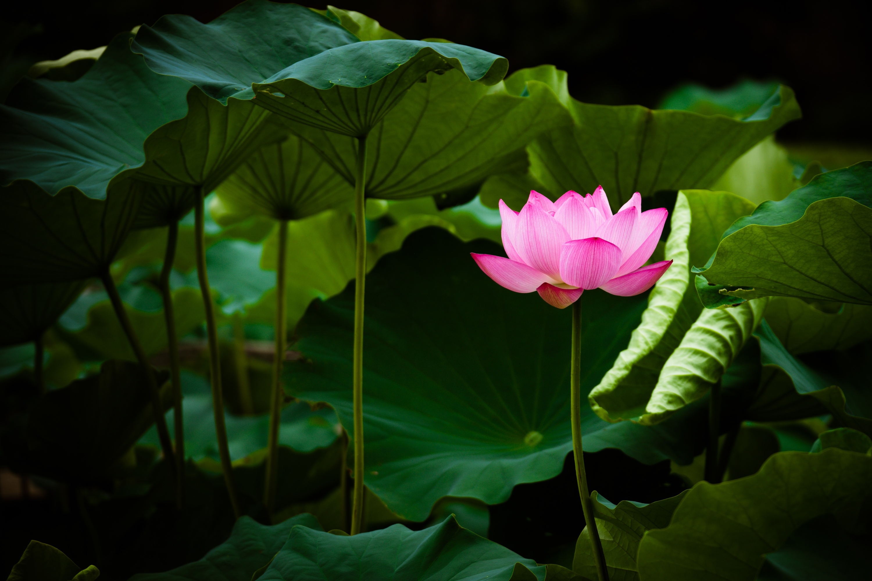 Flower Greenery Lotus Pink Flower 3000x2000