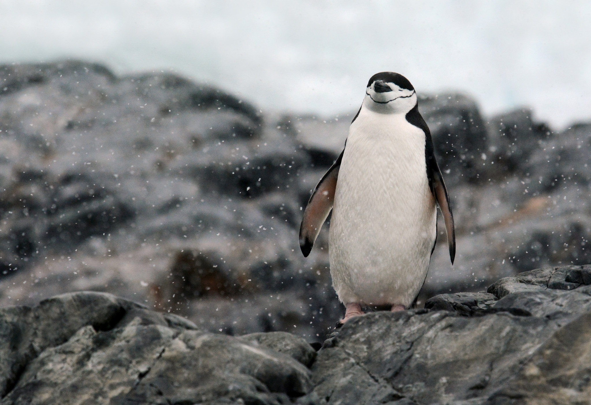 Bird Penguin Rock Snowfall Wildlife 2048x1404