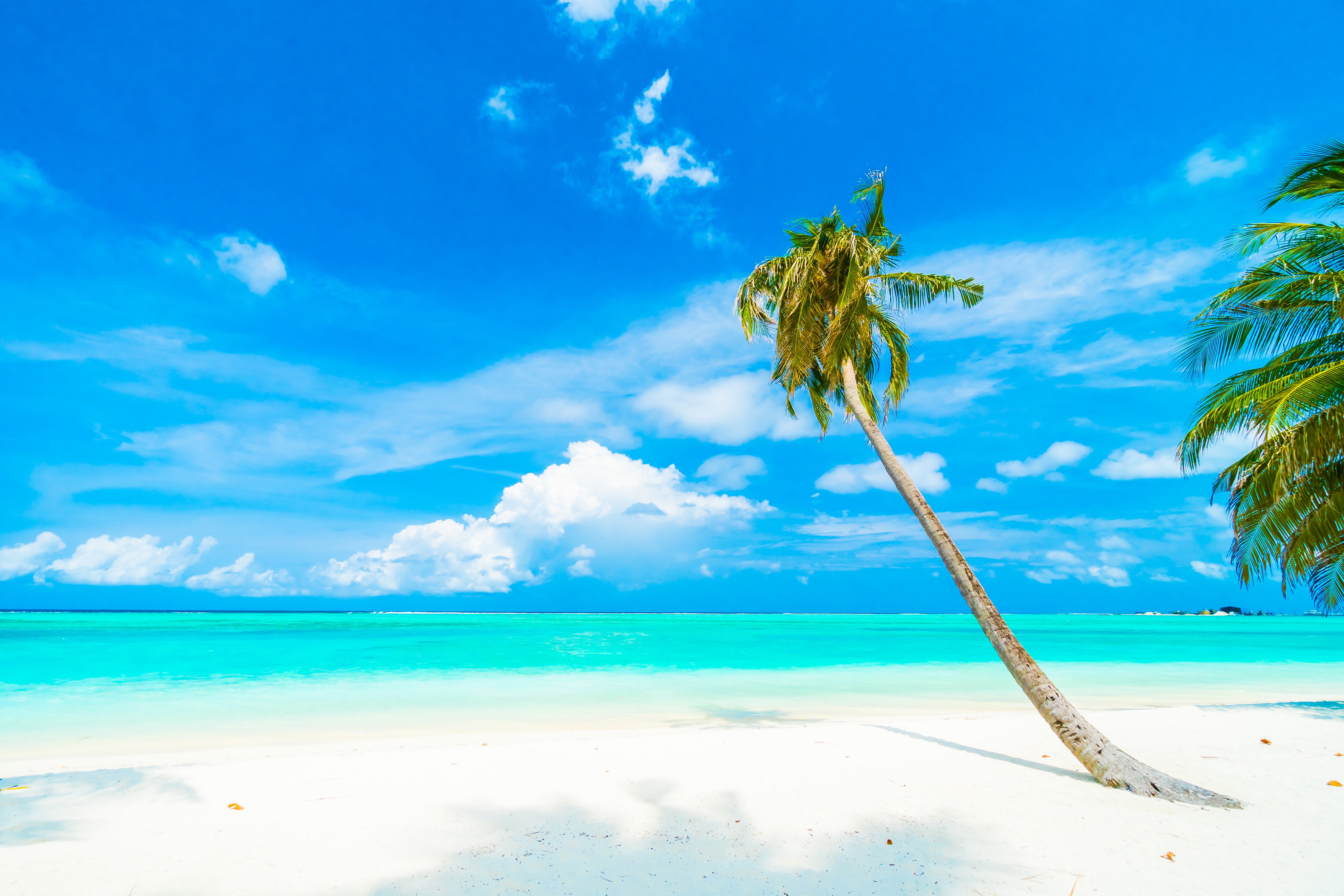 Beach tree. Голубая Лагуна Саона Доминикана. Пальмы и океан. Доминикана Саона пальмы. Пунта Кана.