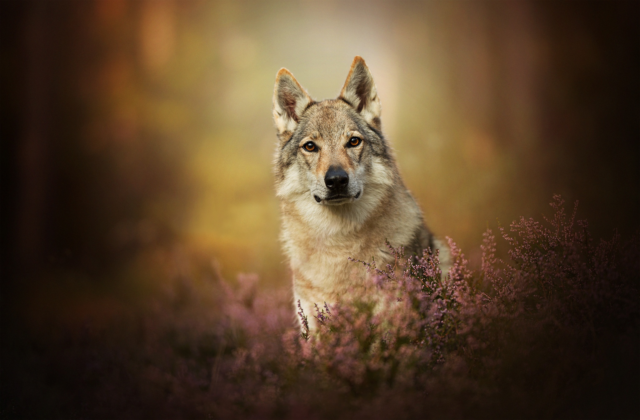 Czechoslovakian Wolfdog Depth Of Field Dog Pet Stare 2048x1343