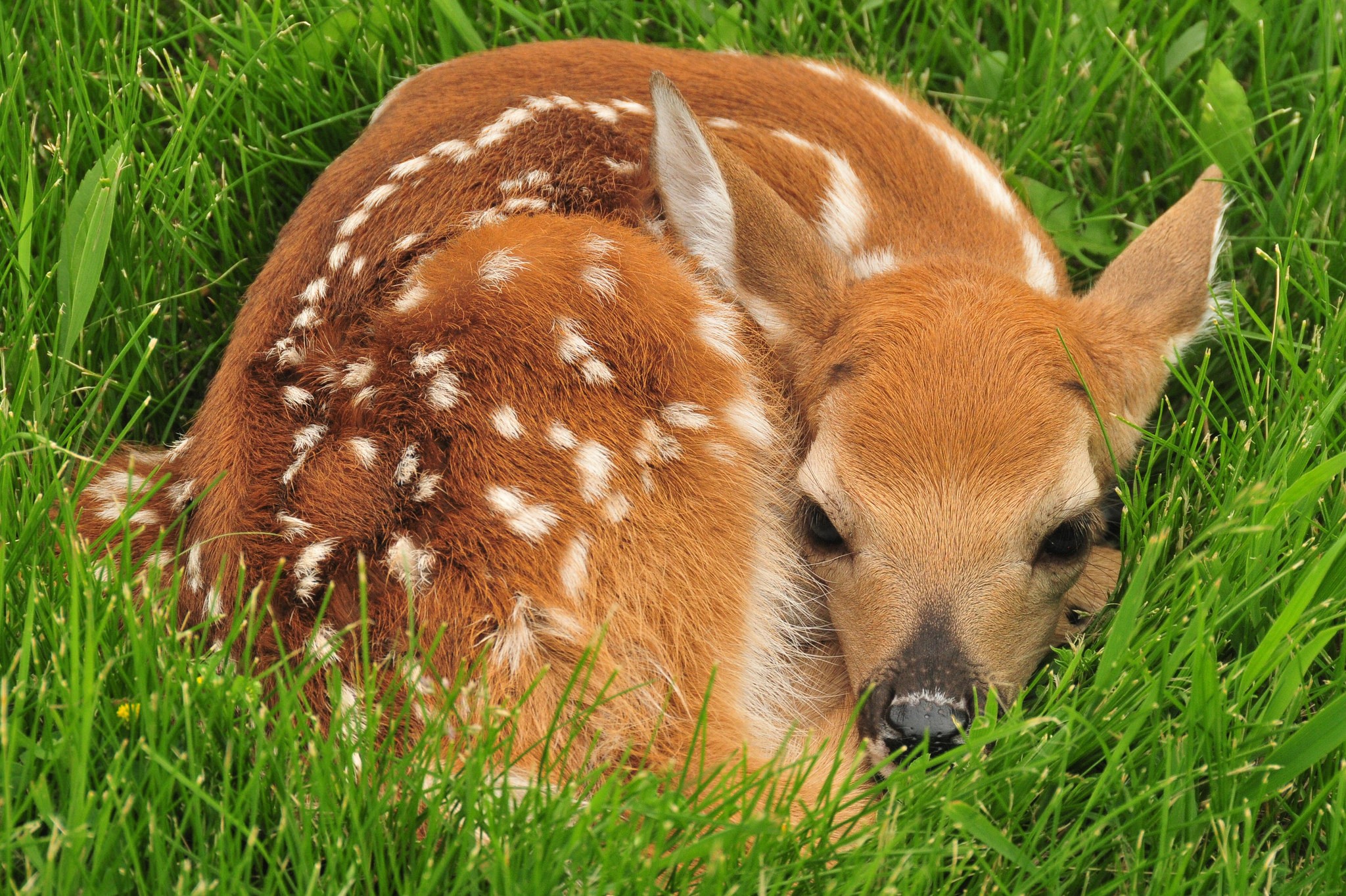 Animal Baby Animal Cute Deer Fawn Resting 2048x1364