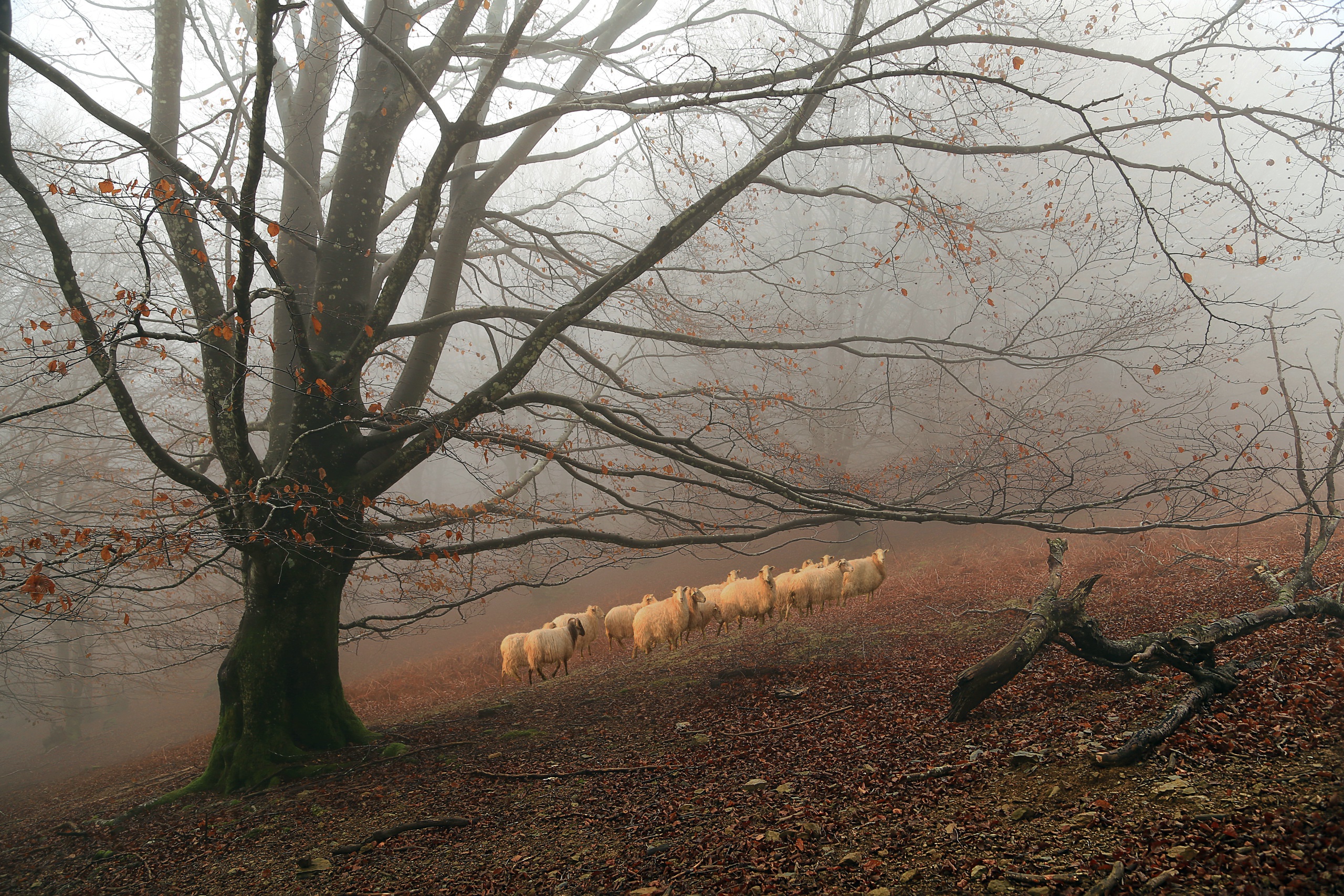 Fall Fog Forest Sheep Tree 2560x1707