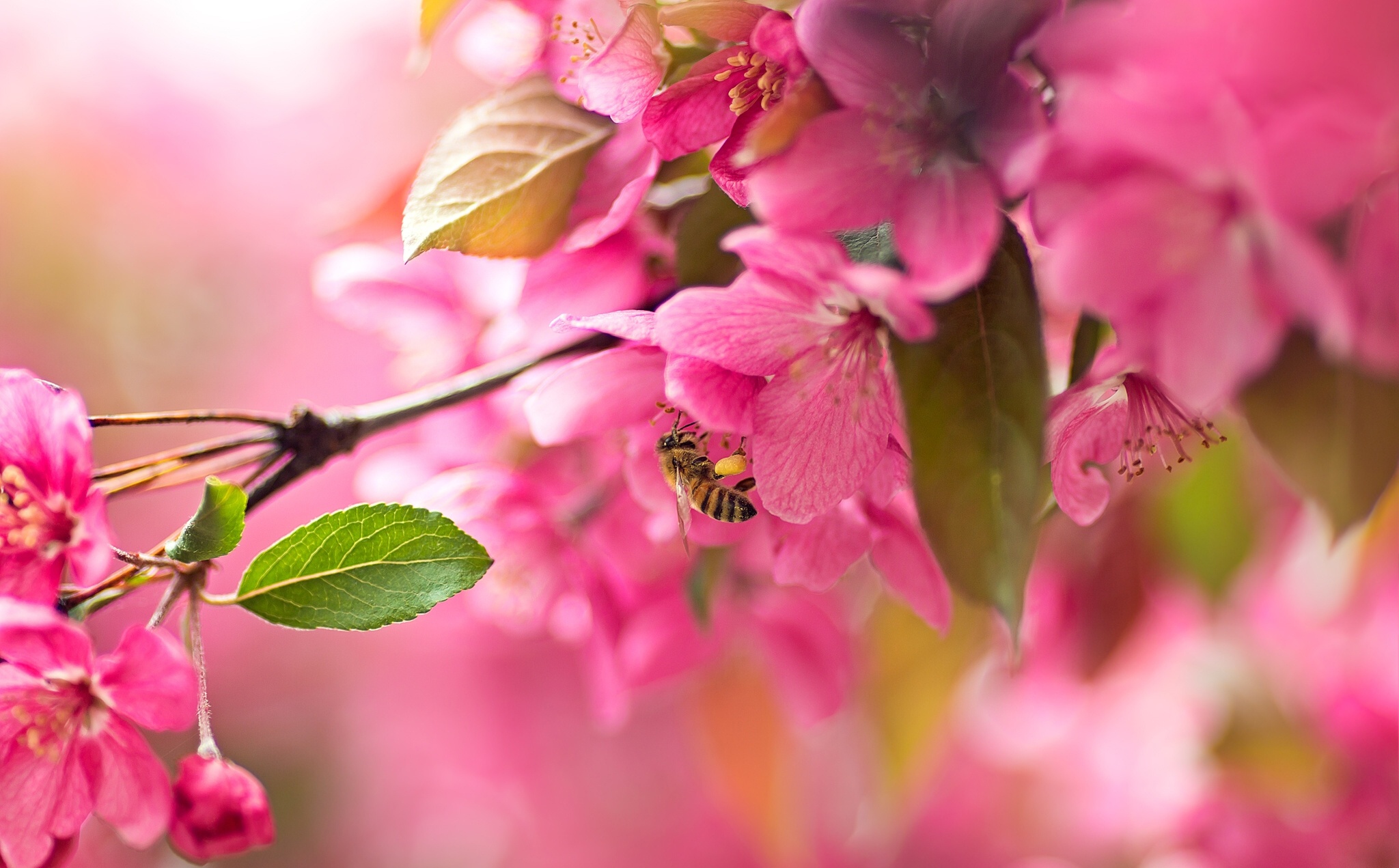 Bee Blossom Flower Insect Macro Nature Pink Flower Spring 2048x1271