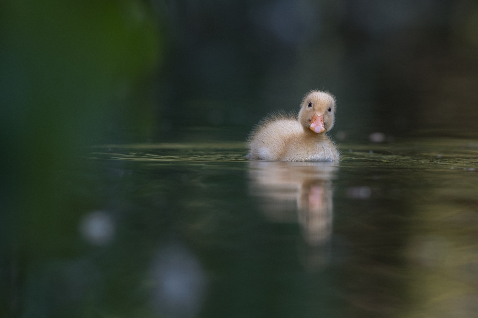 Baby Animal Bird Duck Duckling Reflection Water 2000x1333