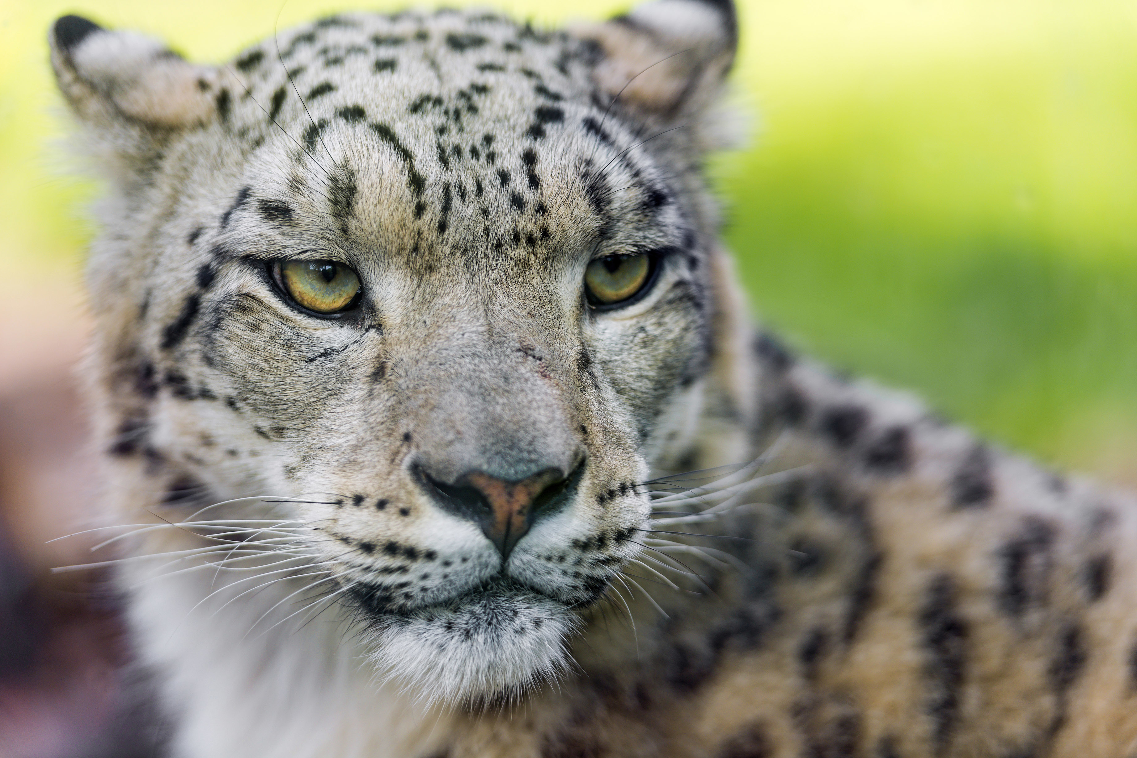 Snow Leopard 3680x2456