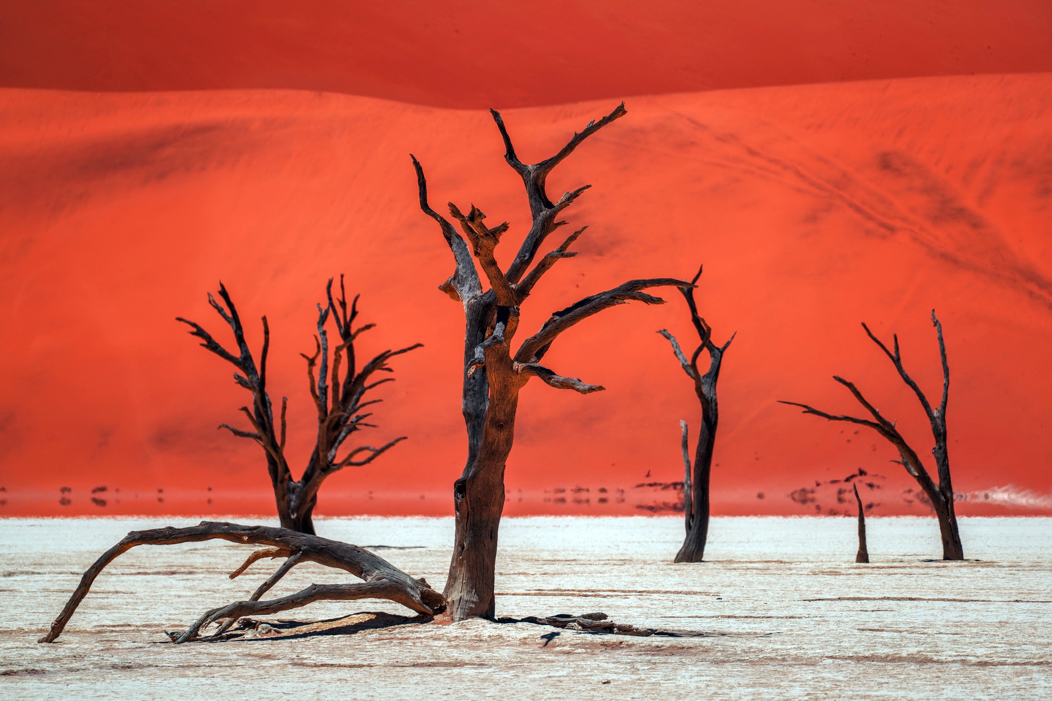 Dead Tree Desert Dune Nature Sand 2048x1366