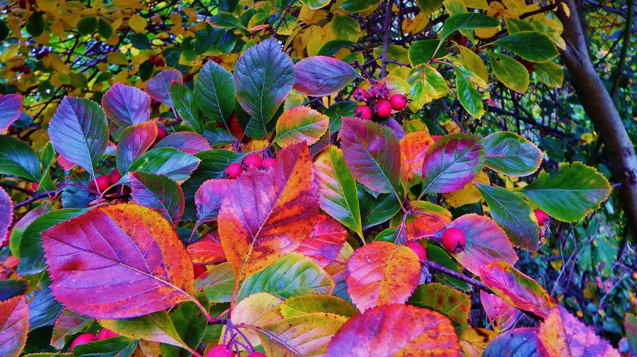 Earth Fall Foliage Leaf 2048x1150