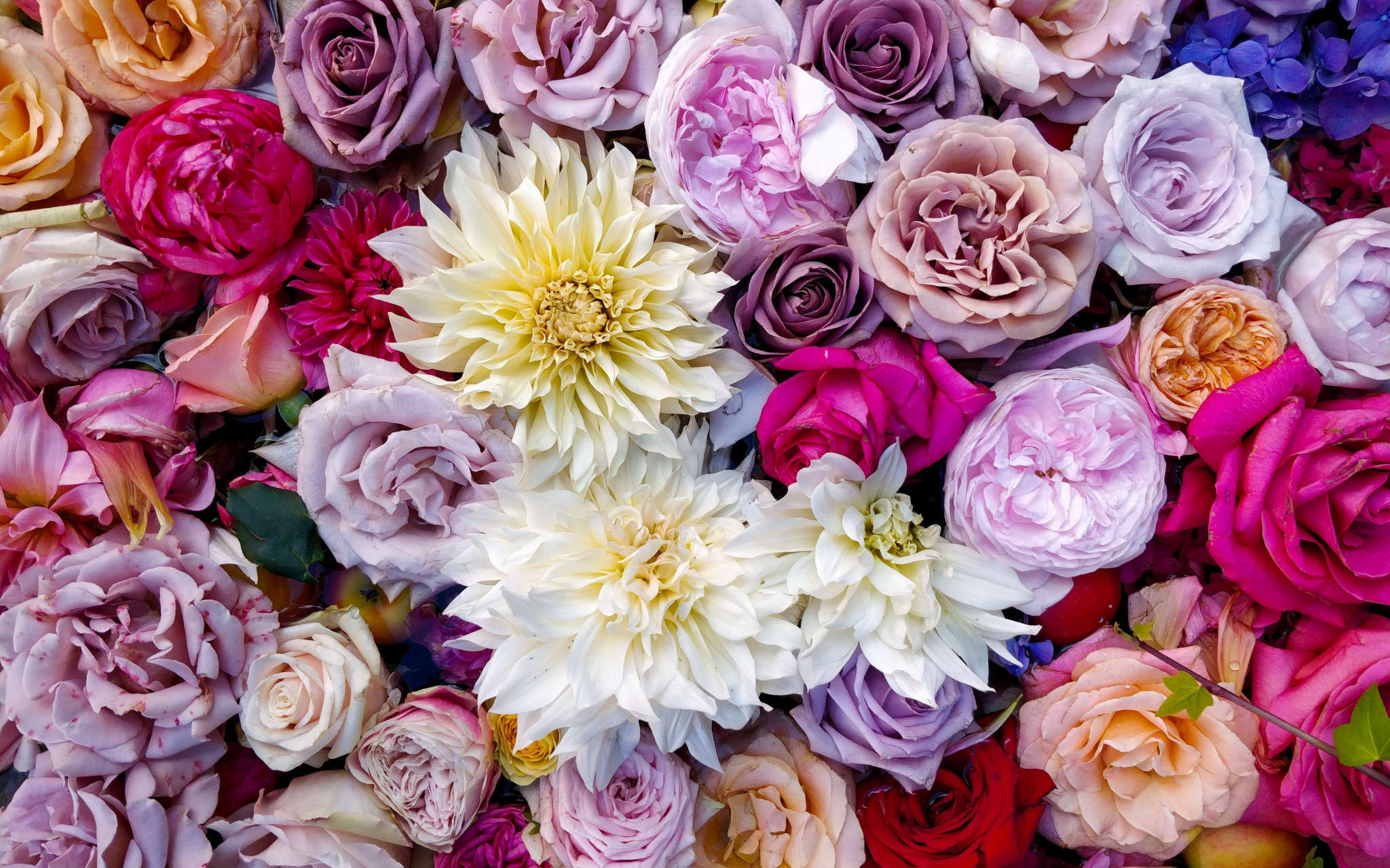 Carnation Colors Peony Rose 2048x1280