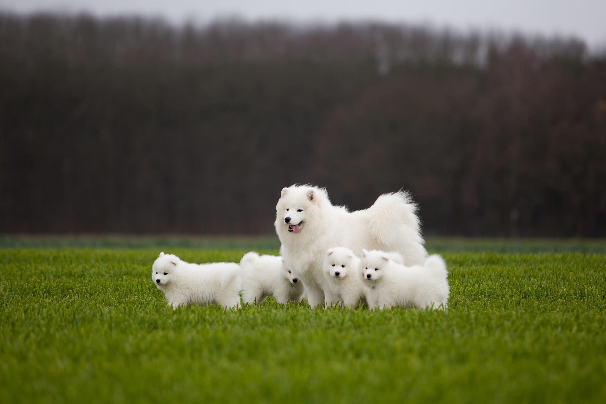 Baby Animal Dog Pet Puppy Samoyed 2000x1334