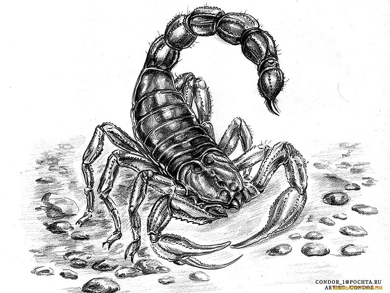 Animal Scorpion 1280x960