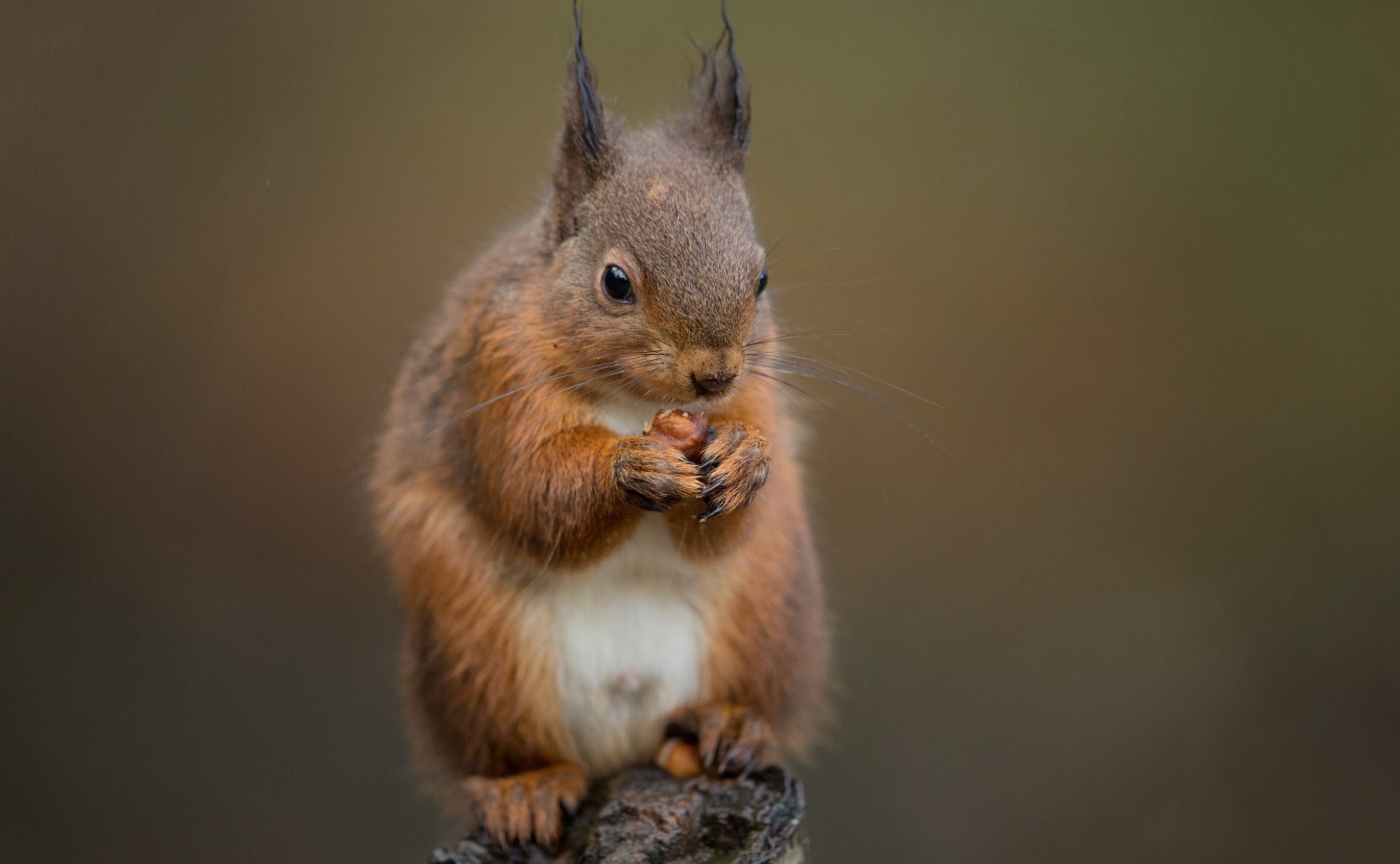 Nut Squirrel 2611x1612