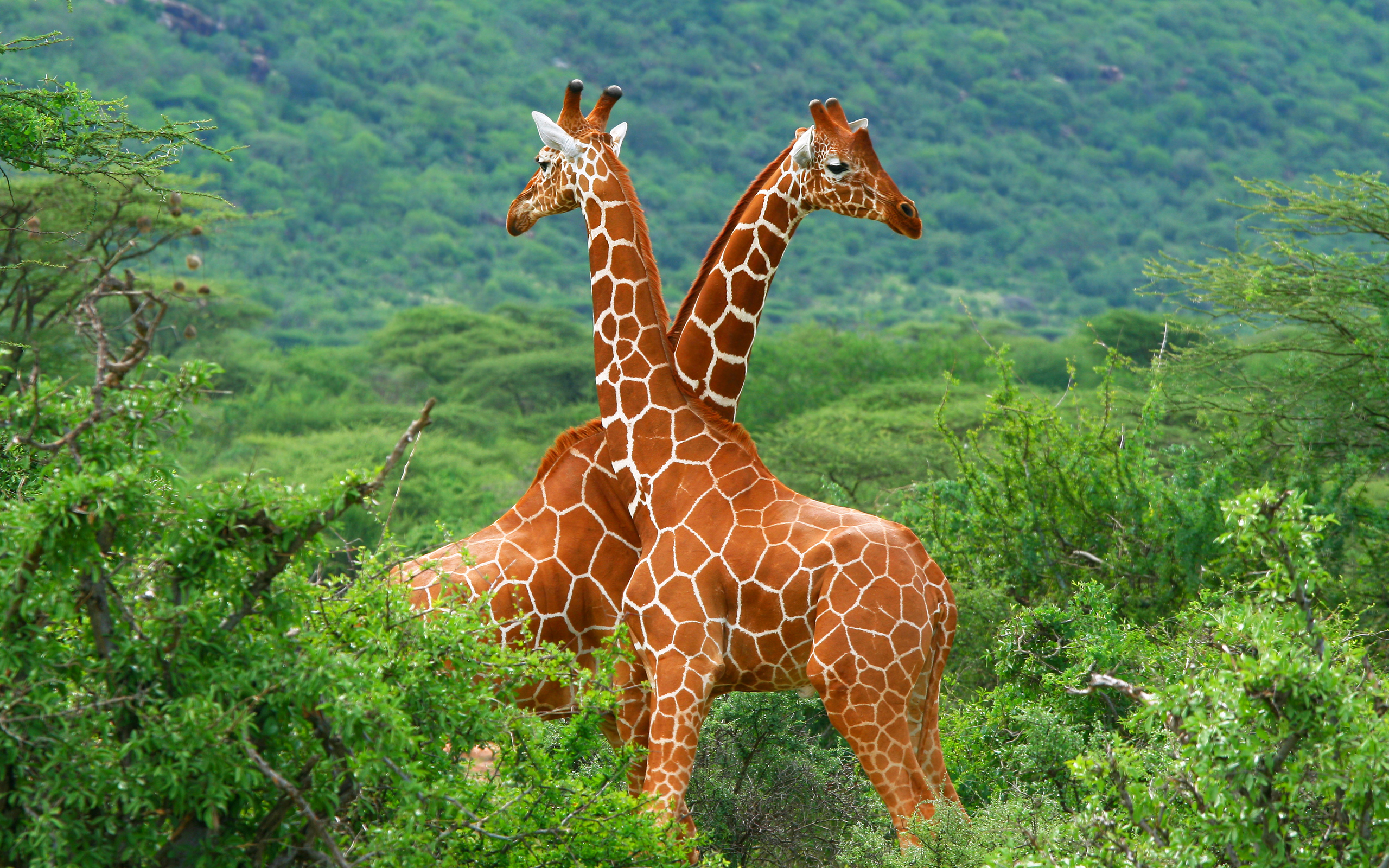 Giraffe 2560x1600