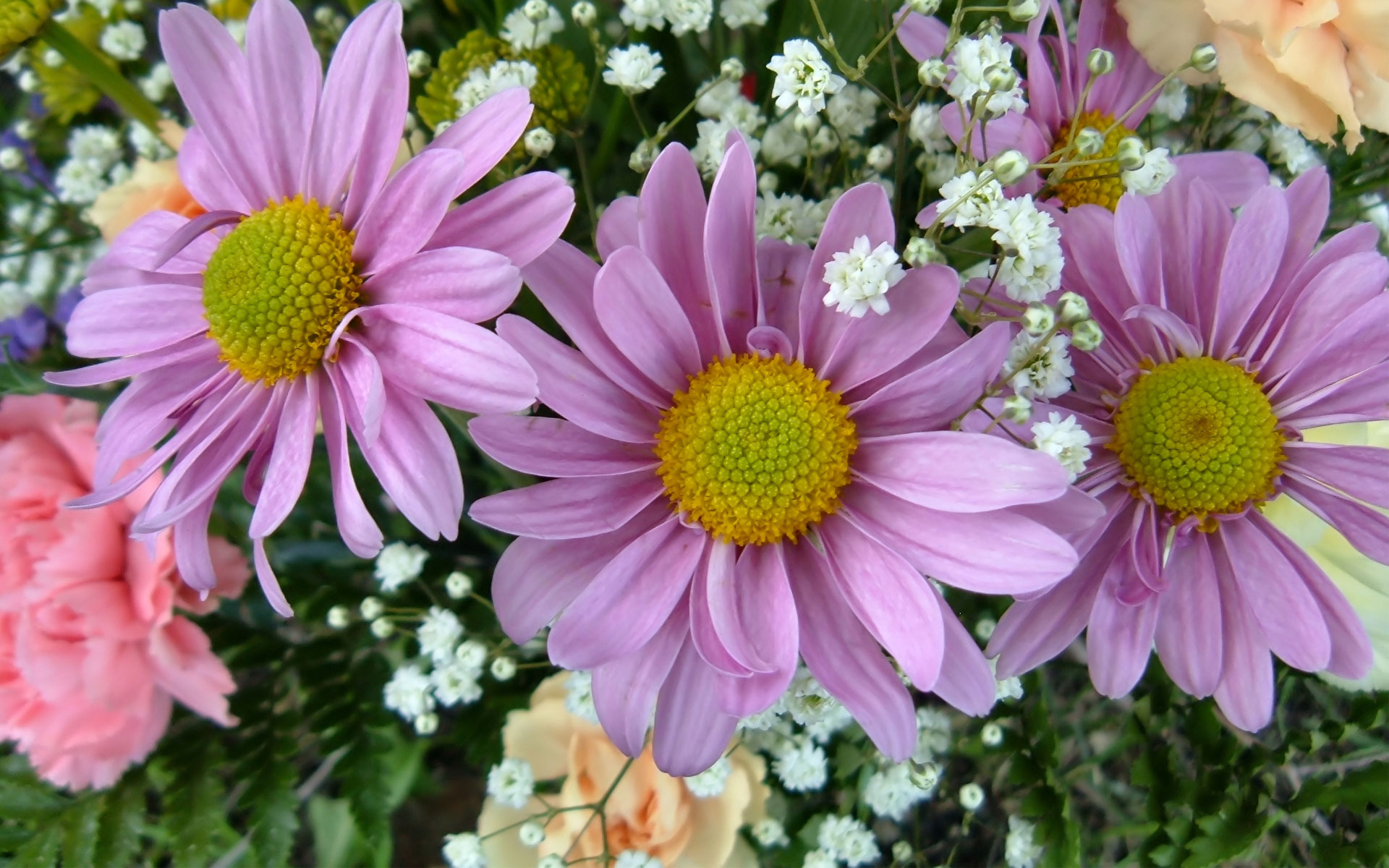 Earth Flower Garden Gerbera Purple Flower 1920x1200