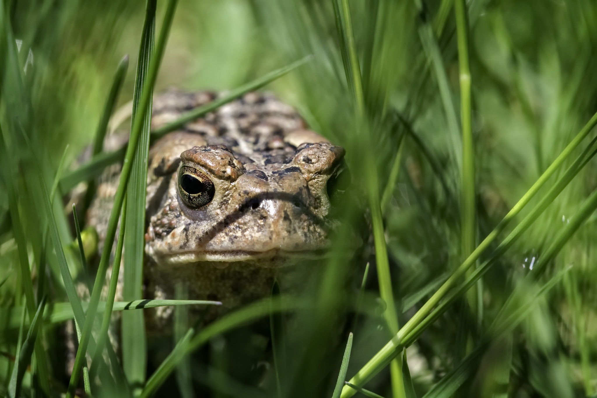 Amphibian Toad Wildlife 2048x1365
