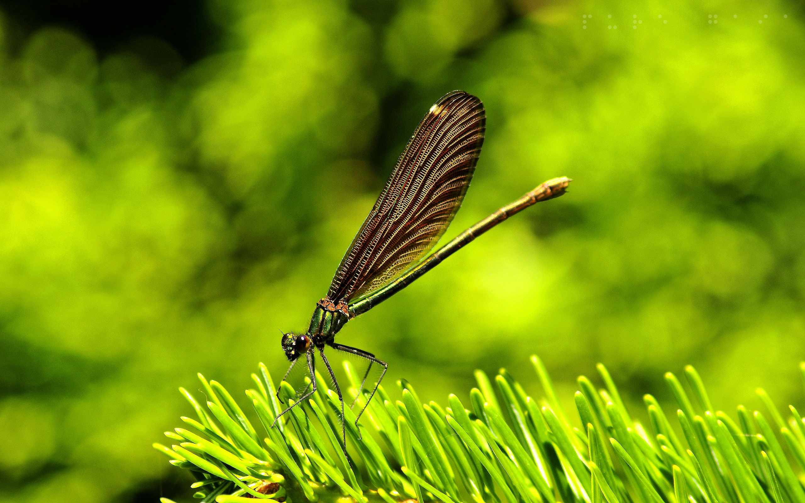 Animal Dragonfly 2560x1600