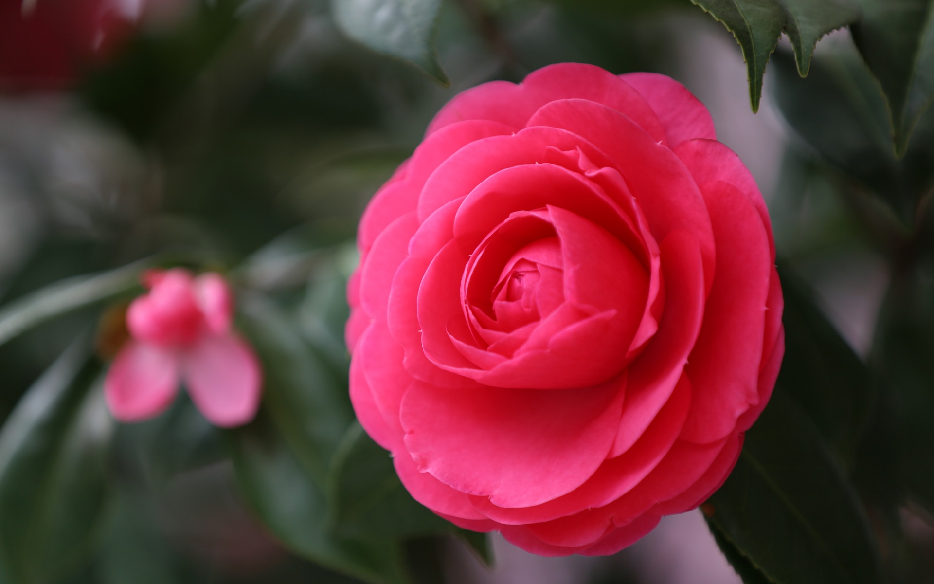 Camellia Flower Macro Pink Flower 1920x1200