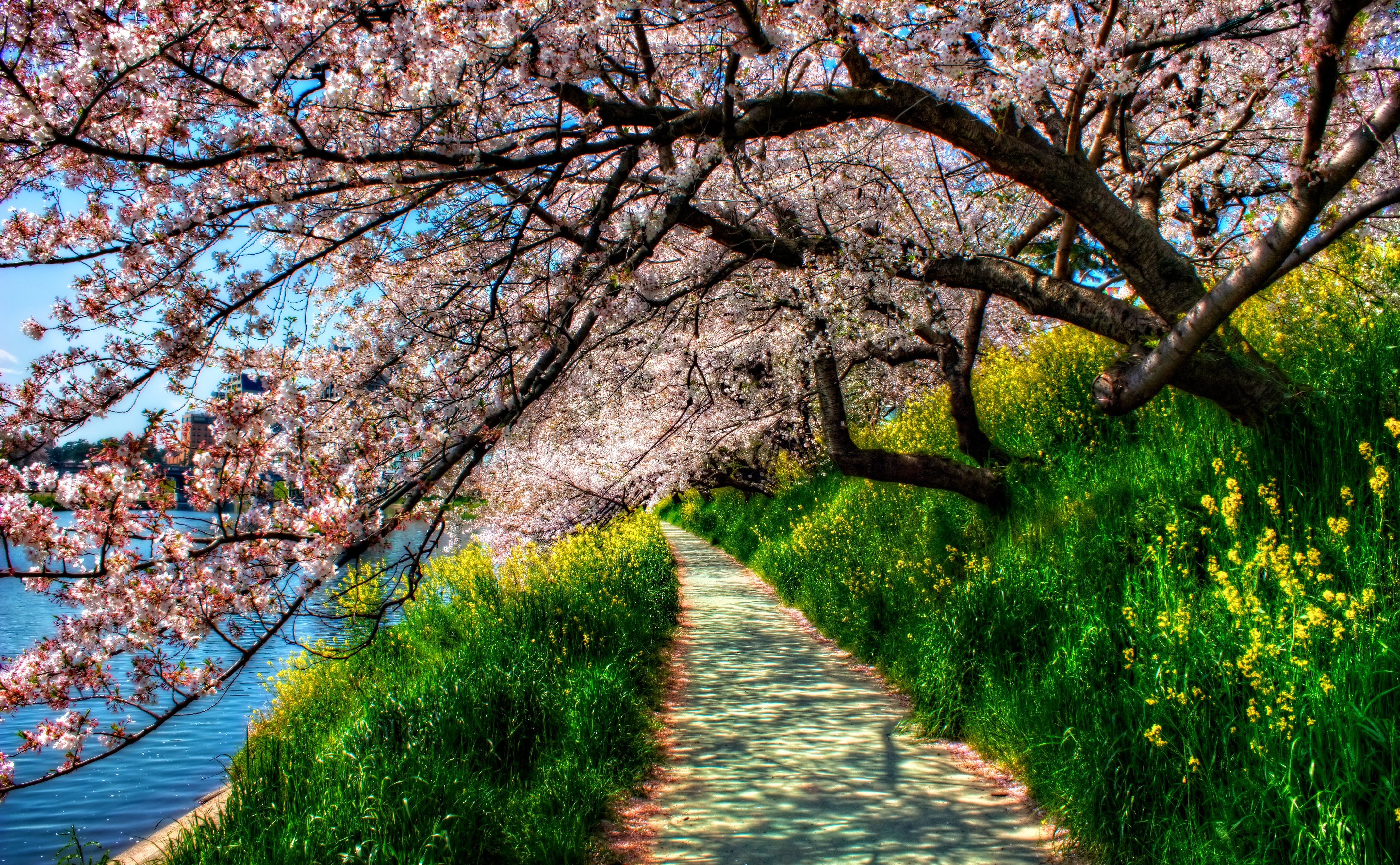 Blossom Earth Grass Hdr Park Path River Spring Tree 4285x2648