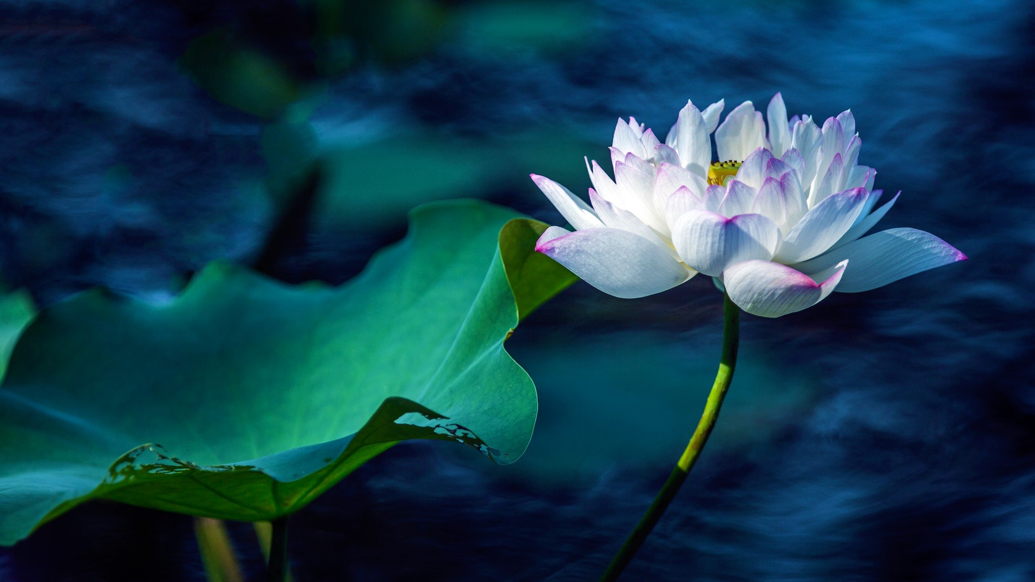 Flower Lotus Macro White Flower 2048x1152