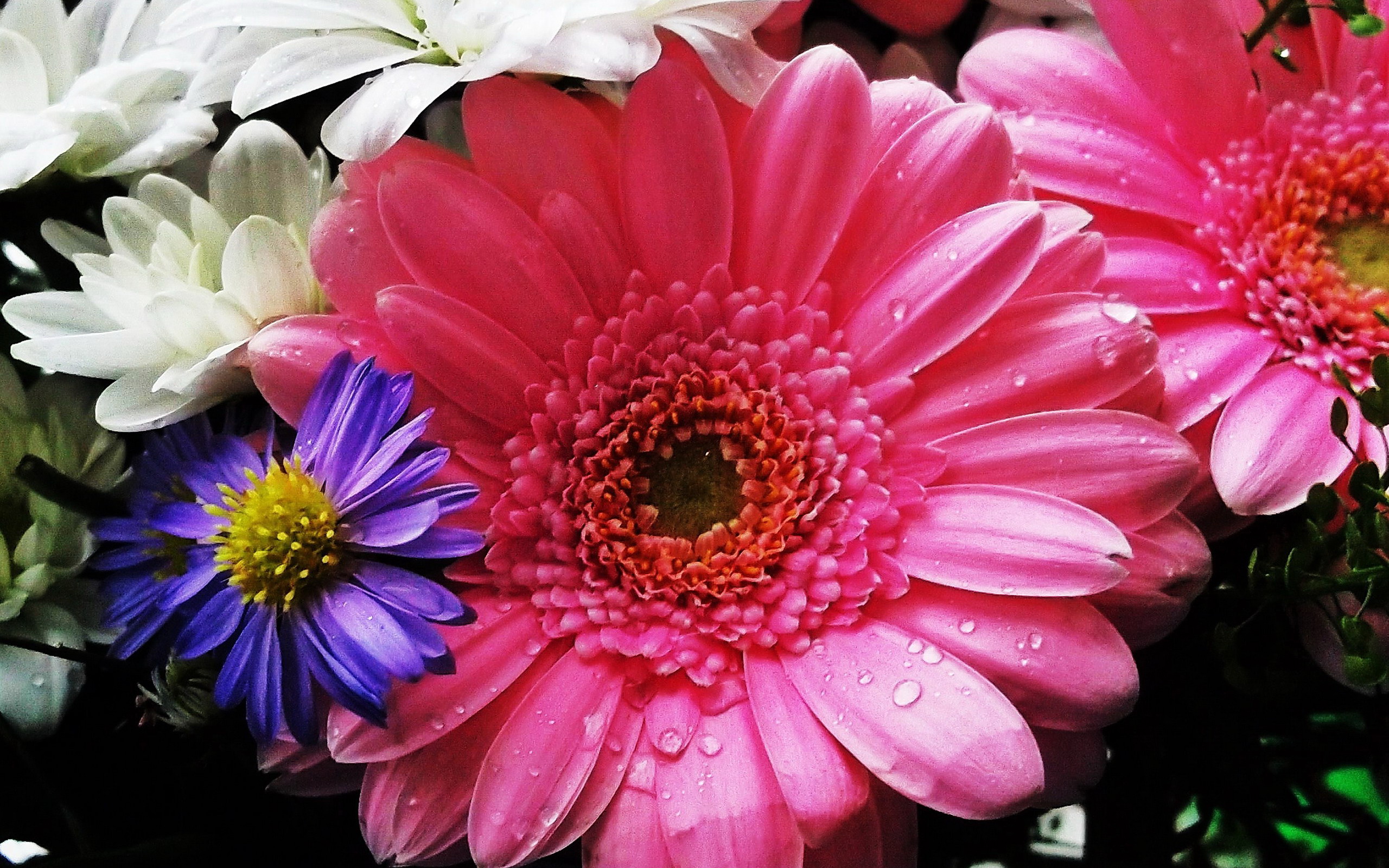 Colorful Colors Daisy Earth Flower Gerbera Pink Flower Water Drop 2560x1600