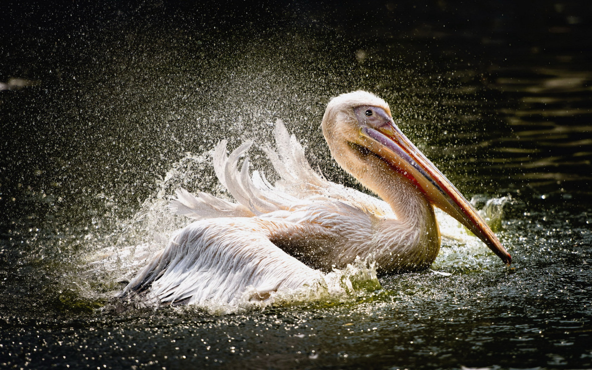 Animal Pelican 1920x1200