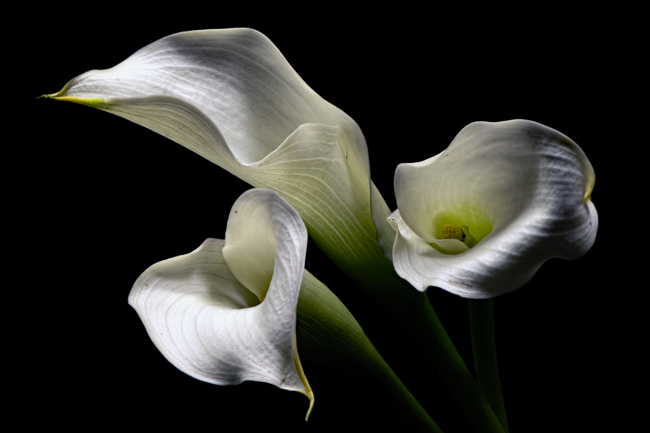 Calla Lily Flower White Flower 2560x1707