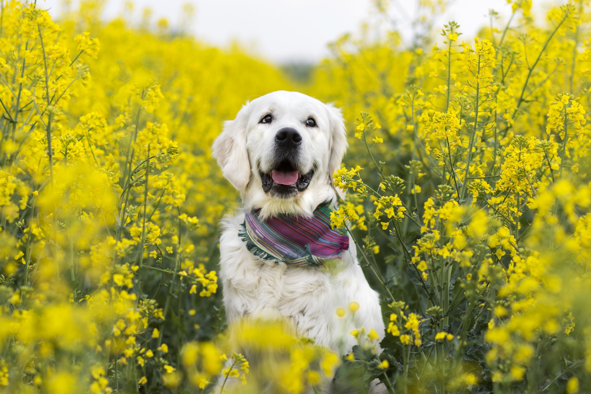Dog Labrador Retriever Pet Rapeseed Yellow Flower 2048x1365