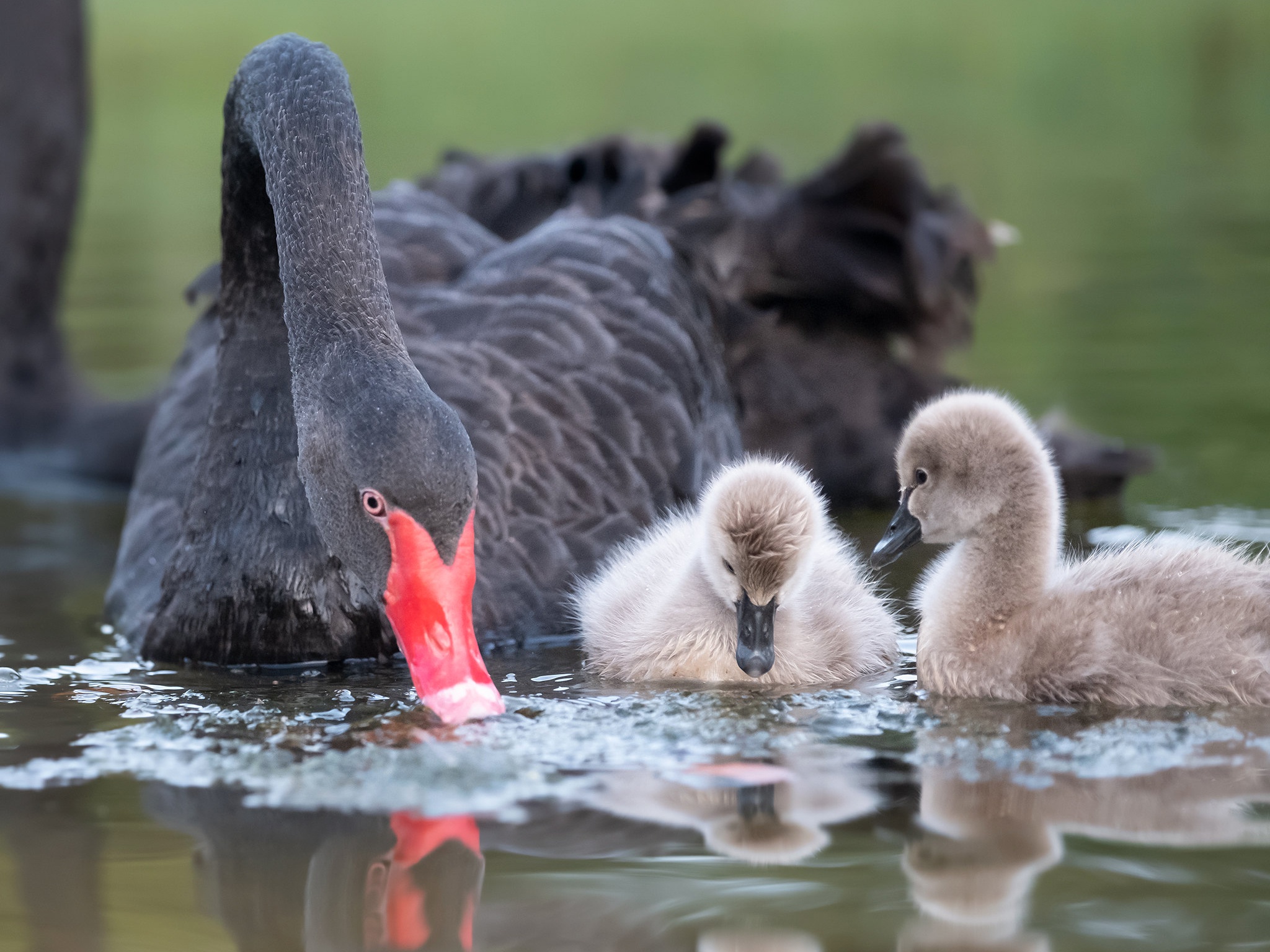 Animal Black Swan 2048x1536