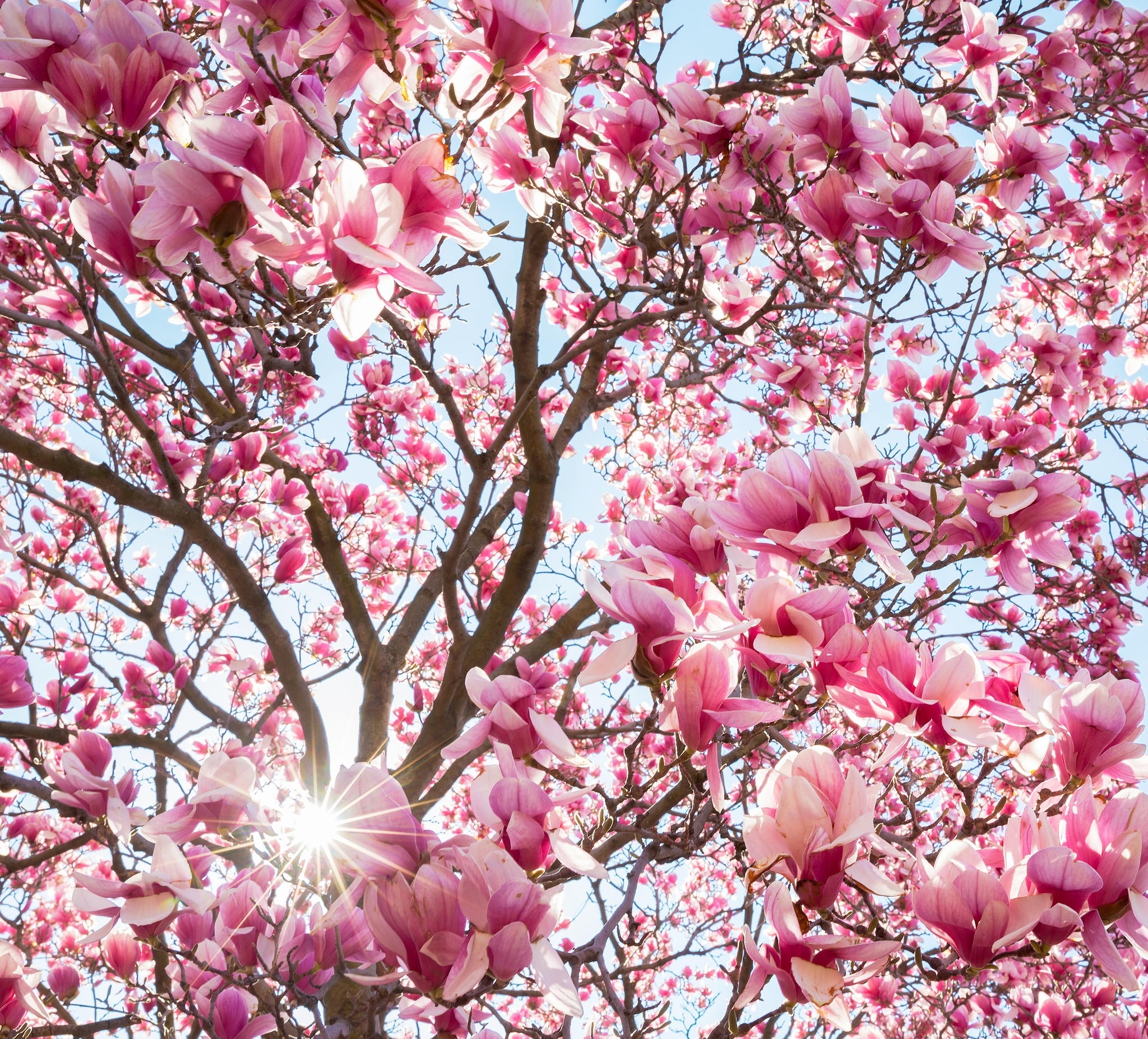 Blossom Flower Magnolia Nature Pink Flower Spring Sunbeam 2048x1855