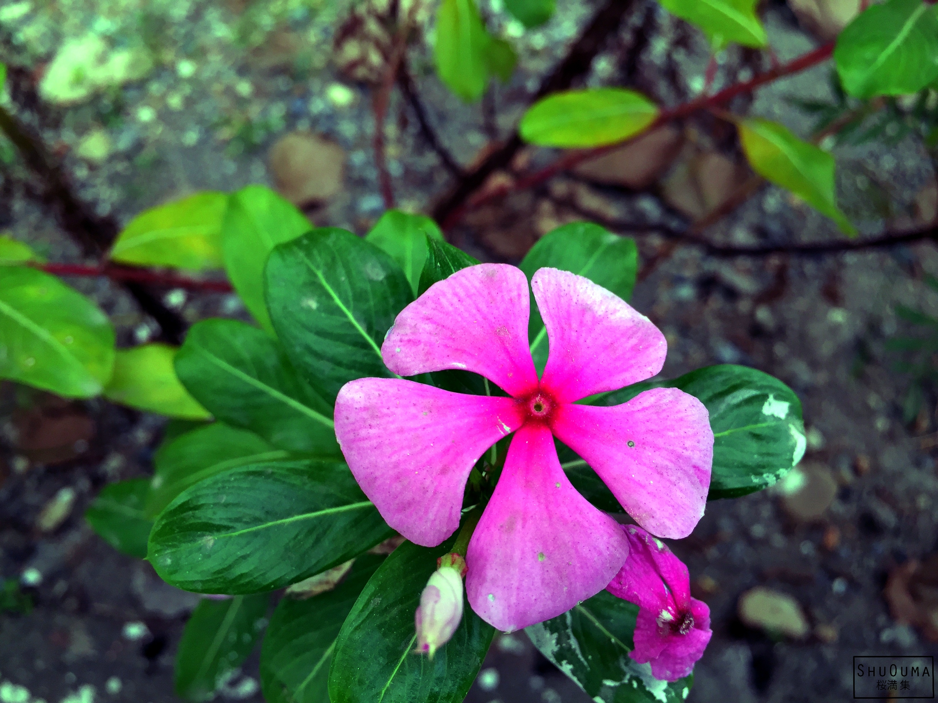 Flower Periwinkle 3264x2448