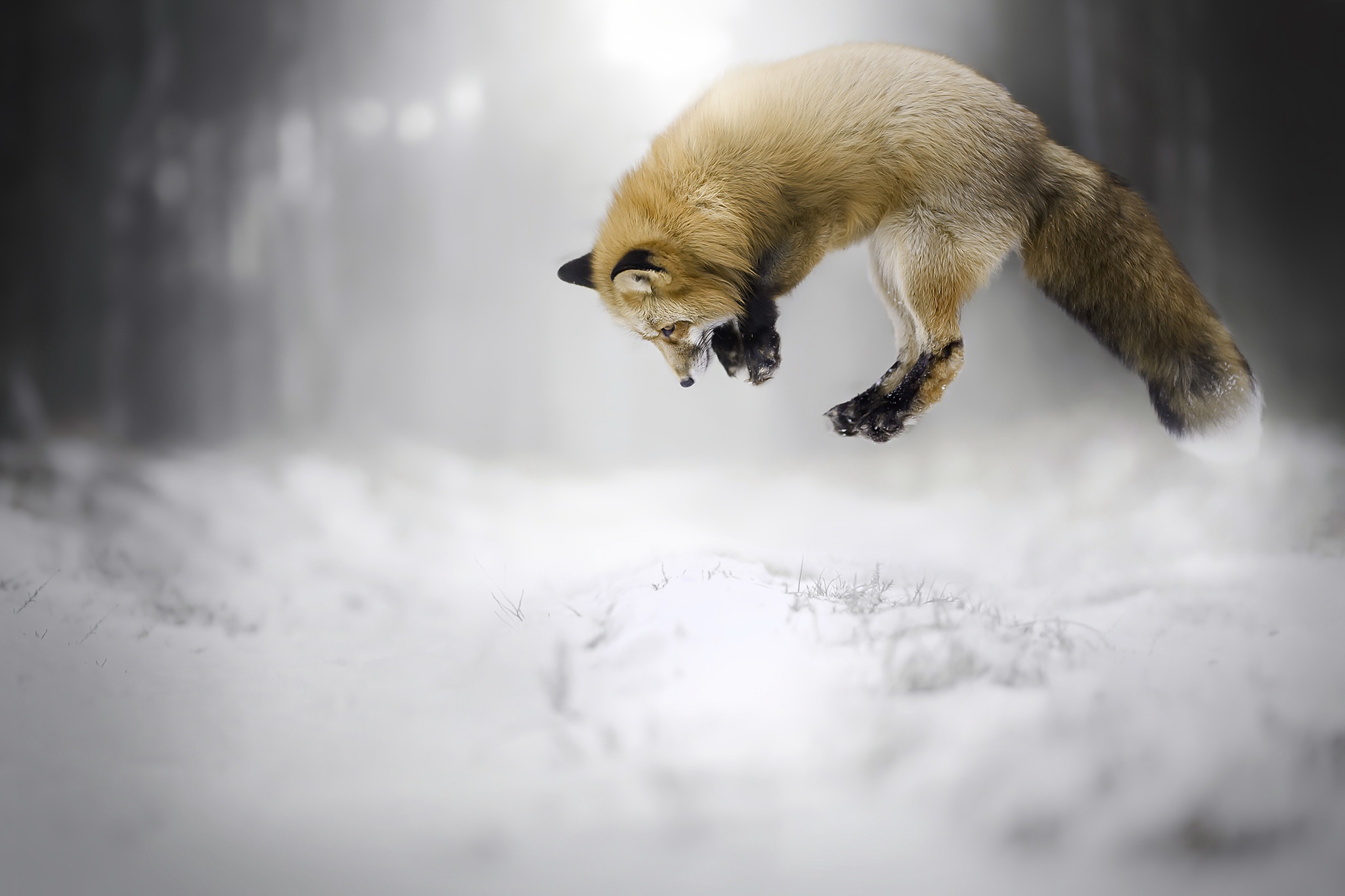 Depth Of Field Fox Jump Snow Wildlife Winter 2048x1365
