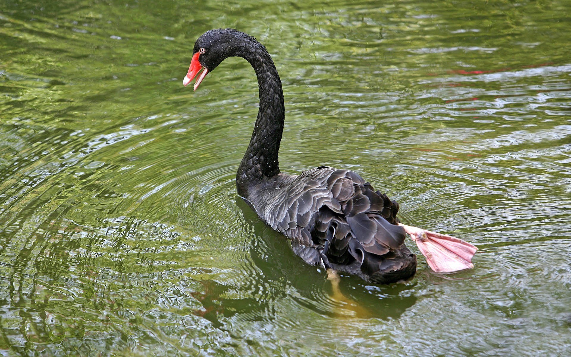 Animal Black Swan 1920x1200
