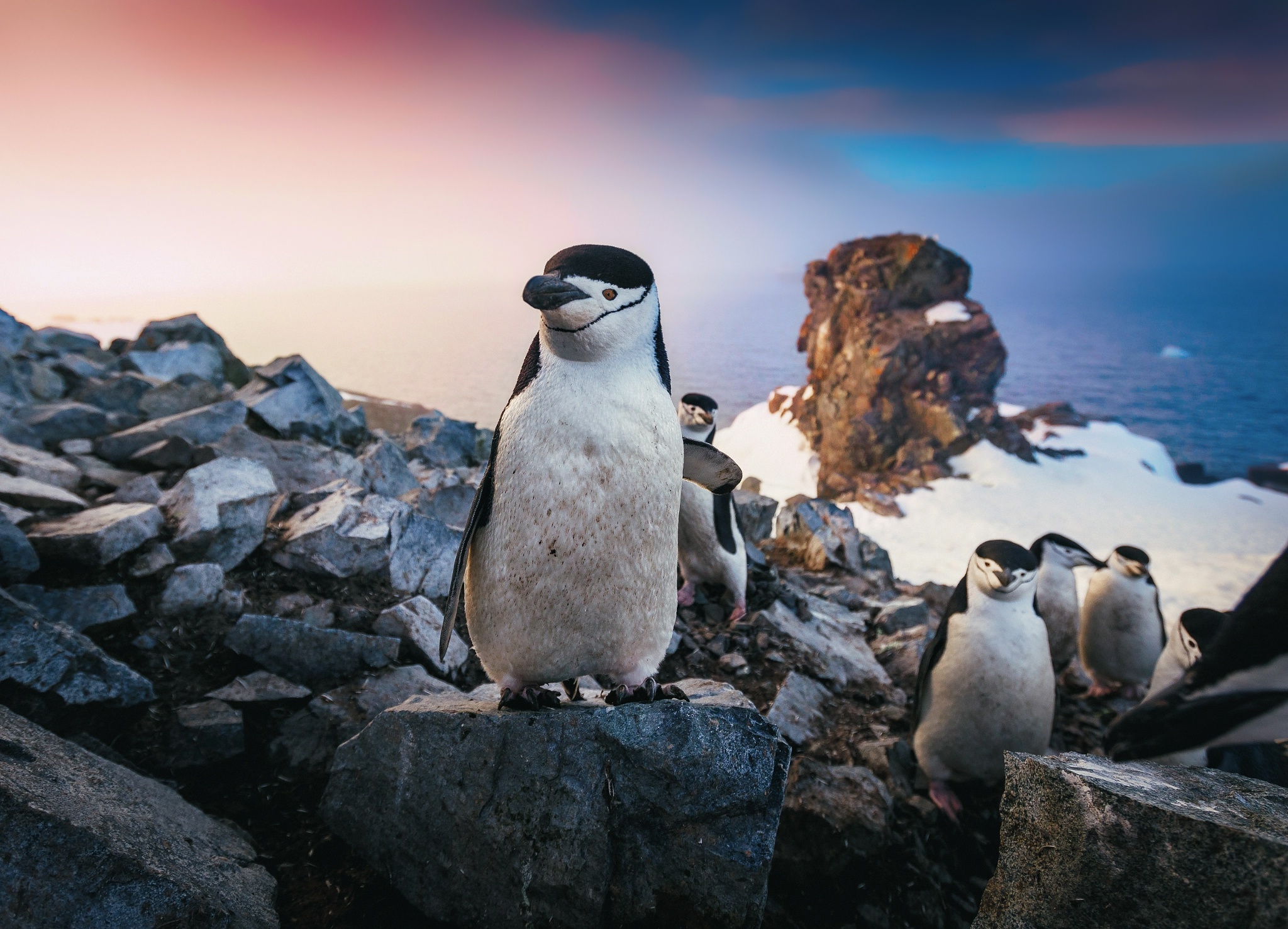 Penguin Rock Wildlife 2048x1478