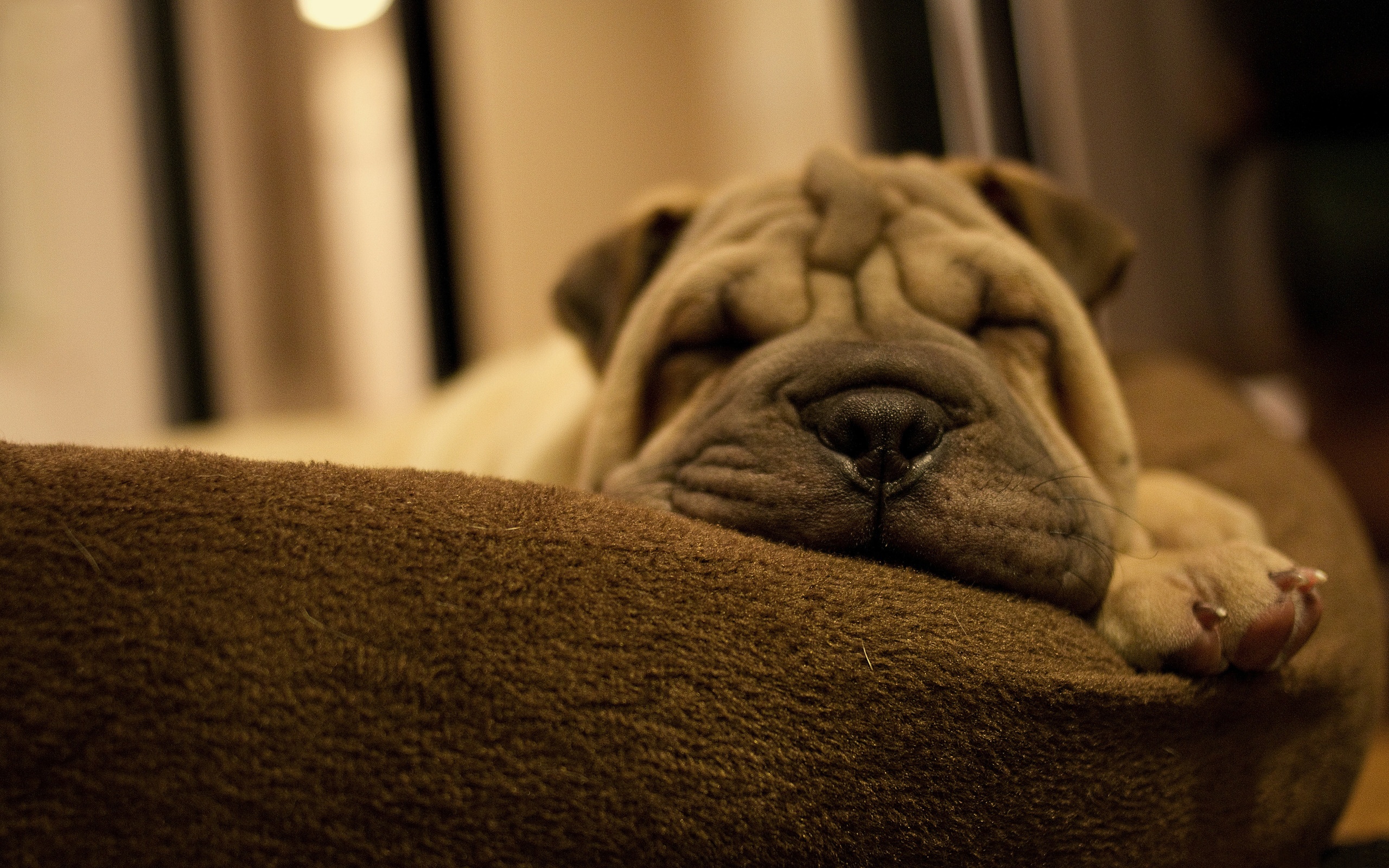 Animal Shar Pei 2560x1600