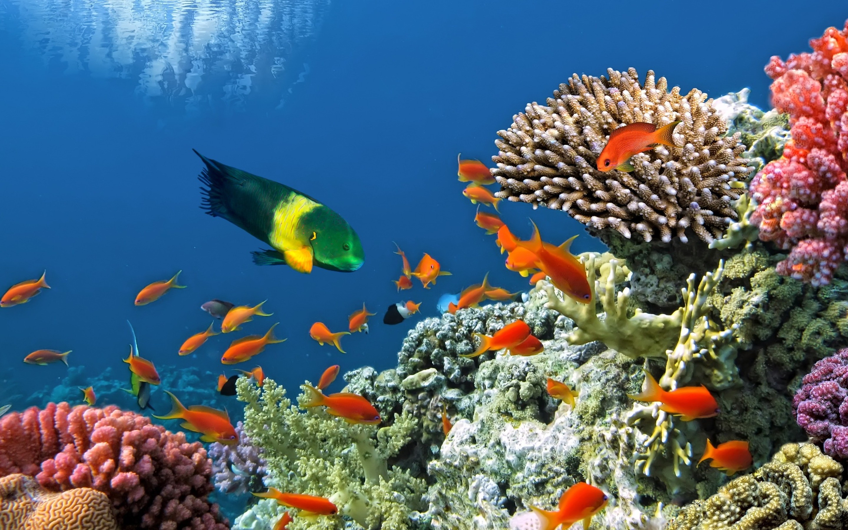 Coral Reef Fish Underwater 2880x1800