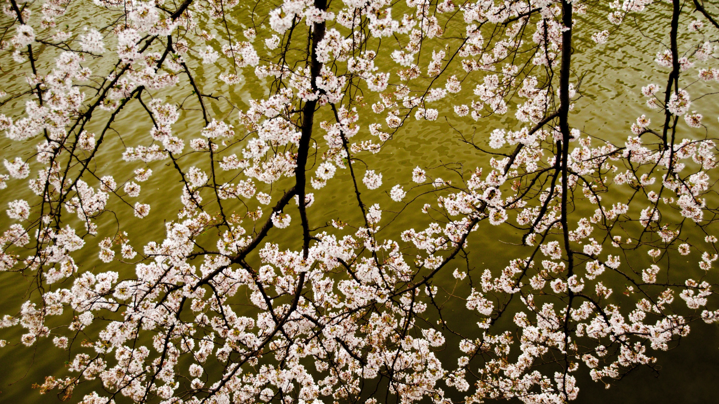 Blossom Branch Flower Nature Sakura Blossom 2400x1350