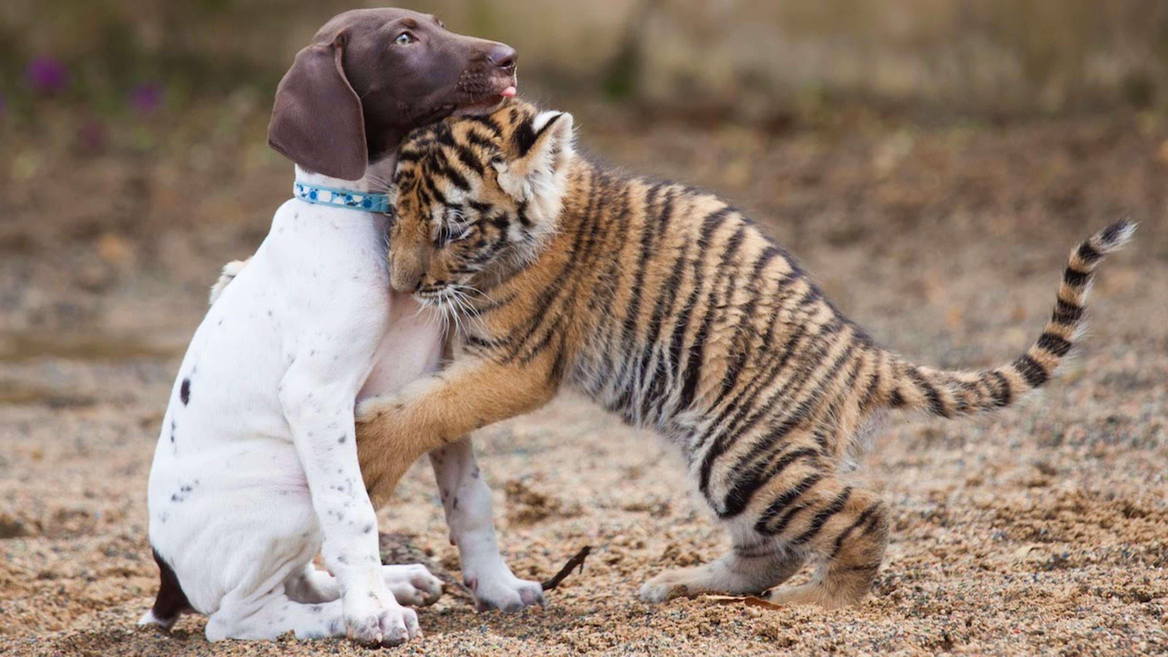 Animal Baby Animal Cute Dog Hug Love Tiger 3840x2160