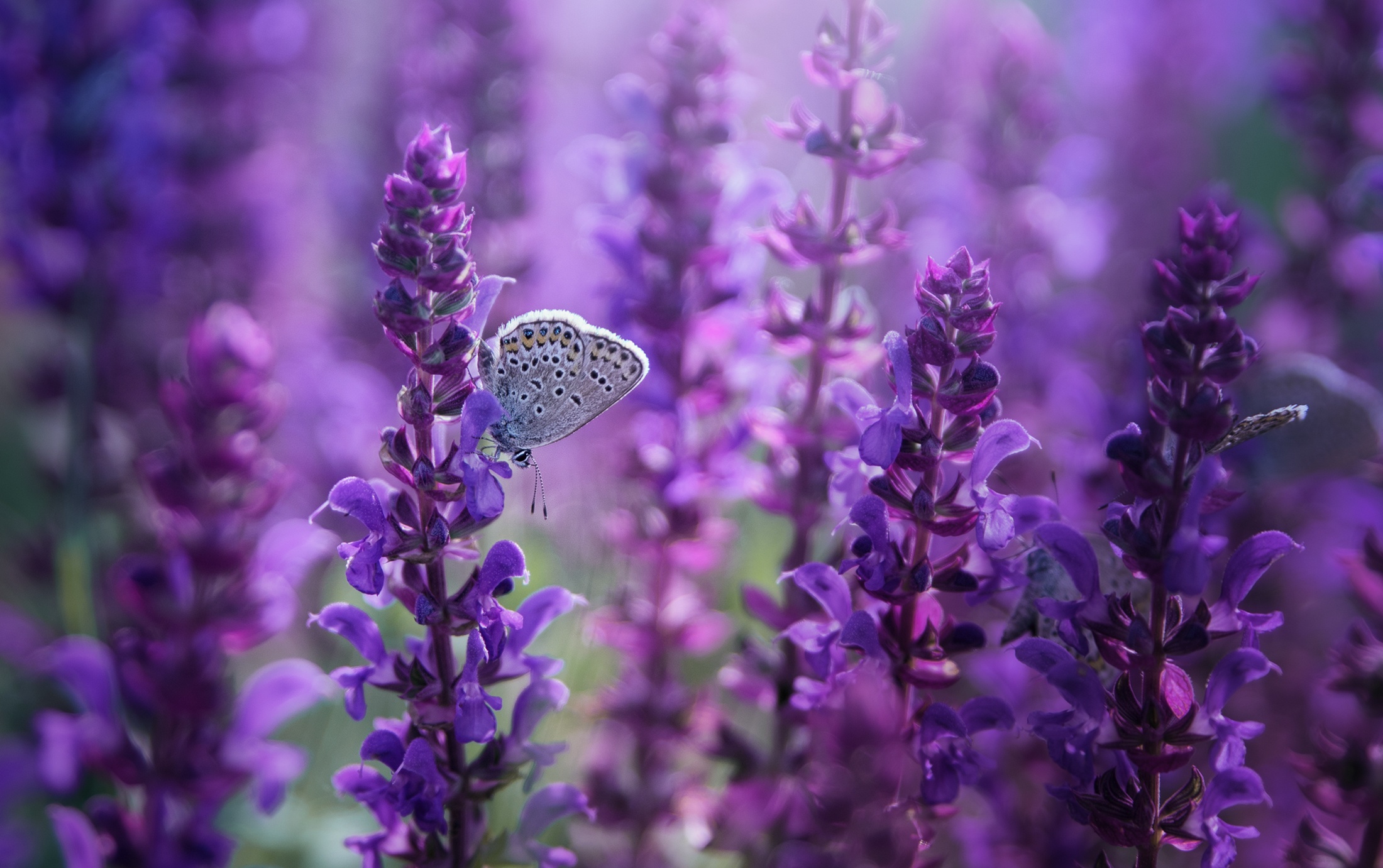 Butterfly Insect Lupine Macro Purple Flower 2200x1381