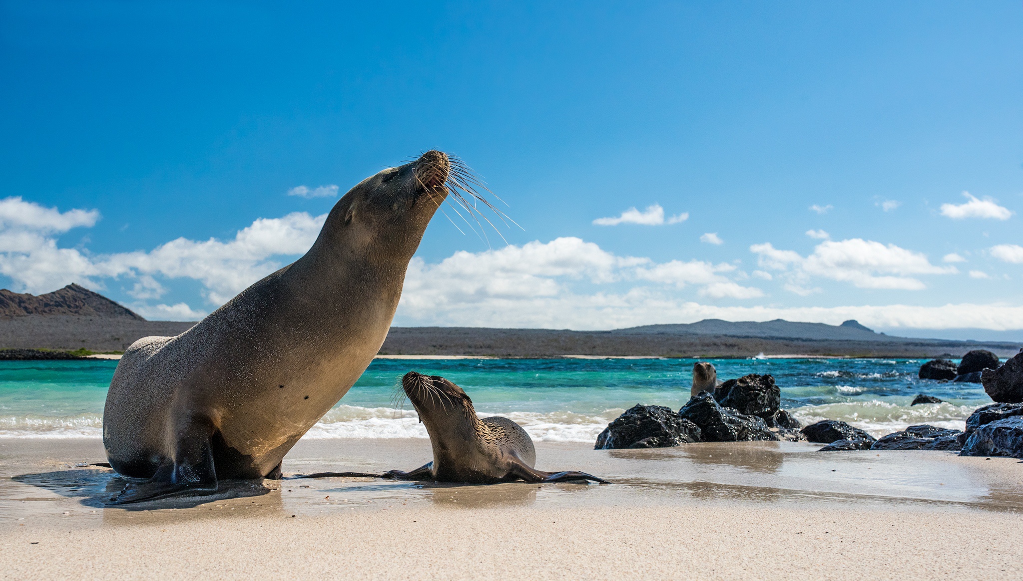 Baby Animal Beach Seal Wildlife 2048x1164