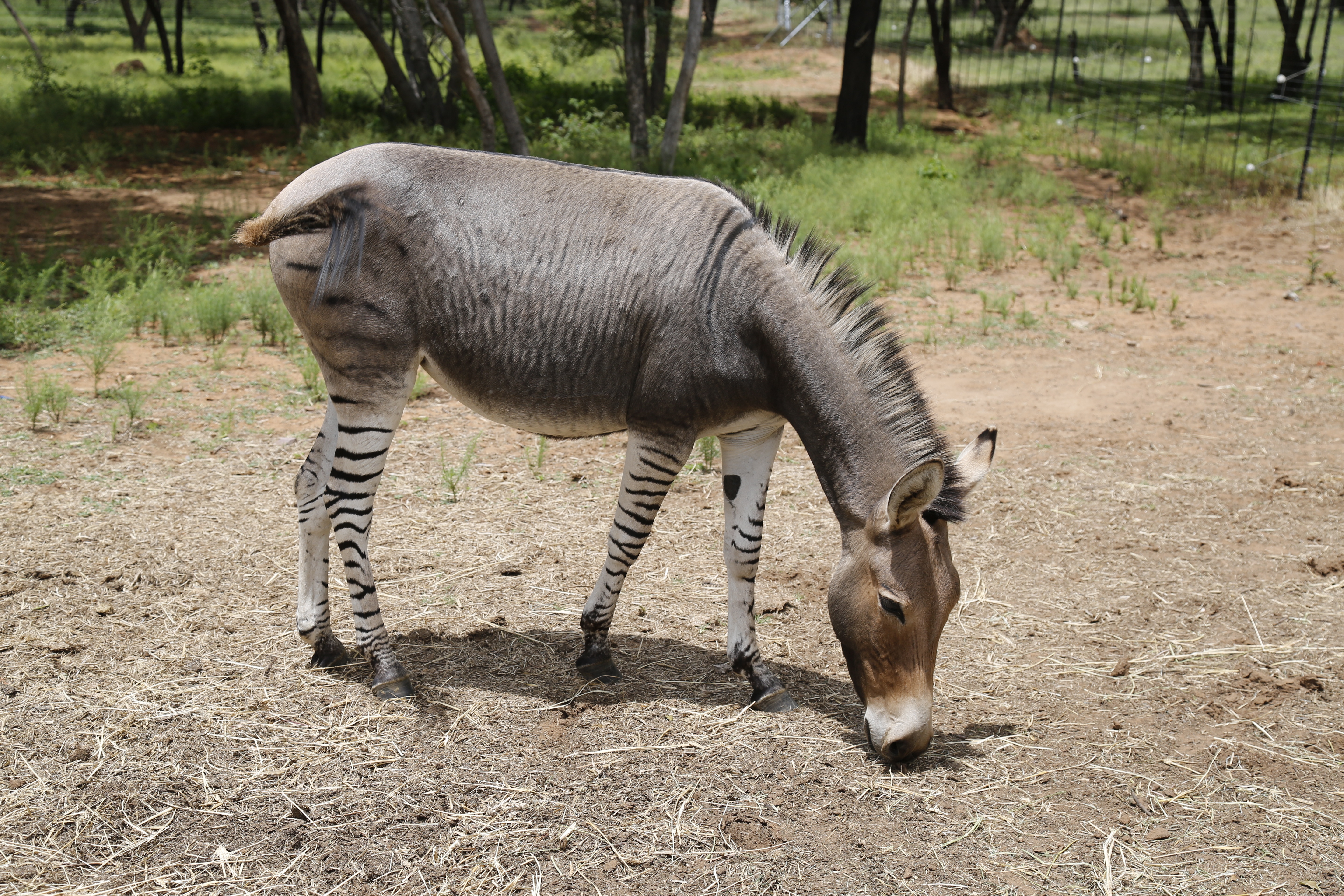 Animal Donkey Funny Weird Zebra Zebroid Zonkey 5760x3840