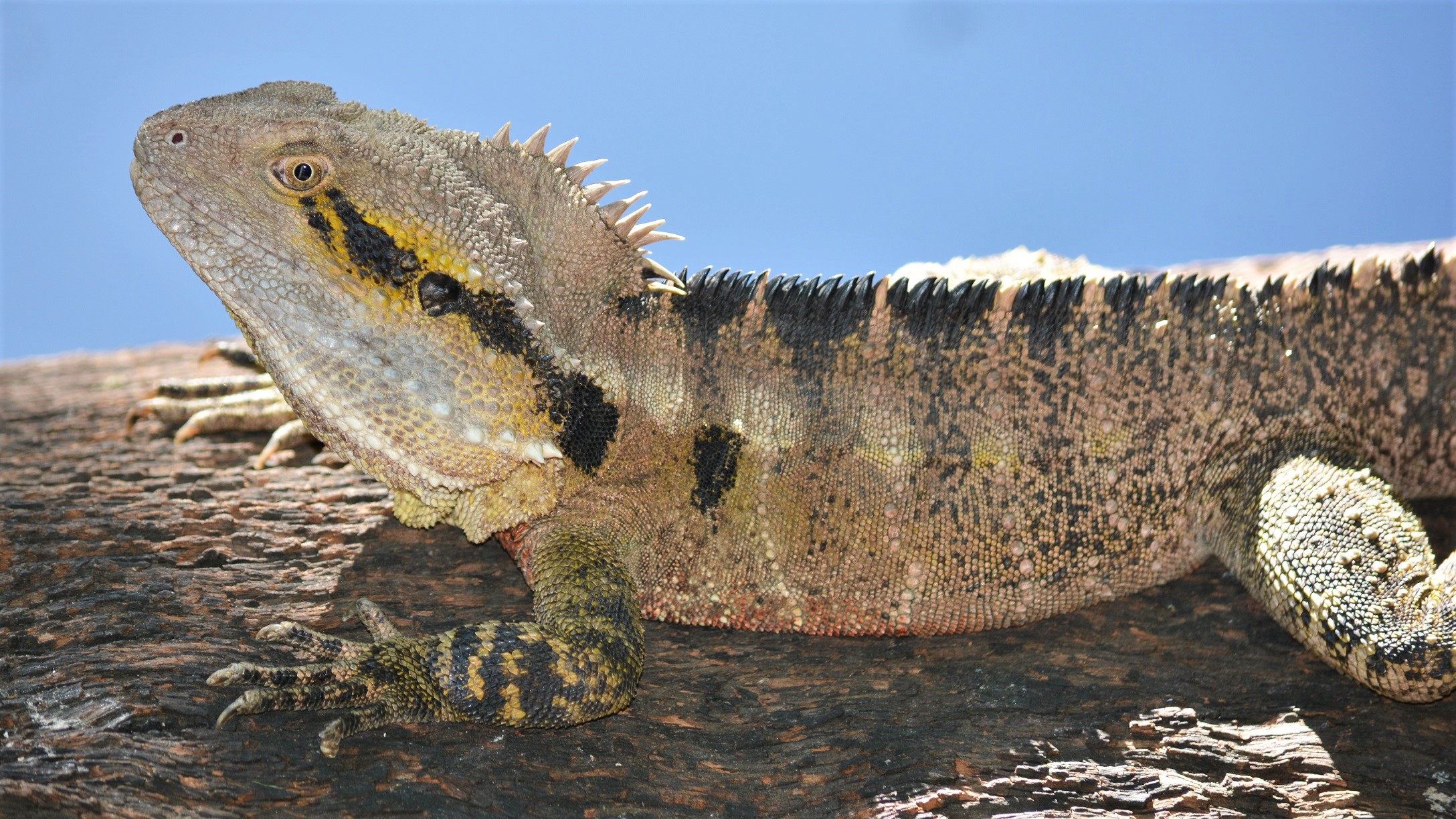 Close Up Eastern Water Dragon Lizard Reptile Water Dragon 2176x1224