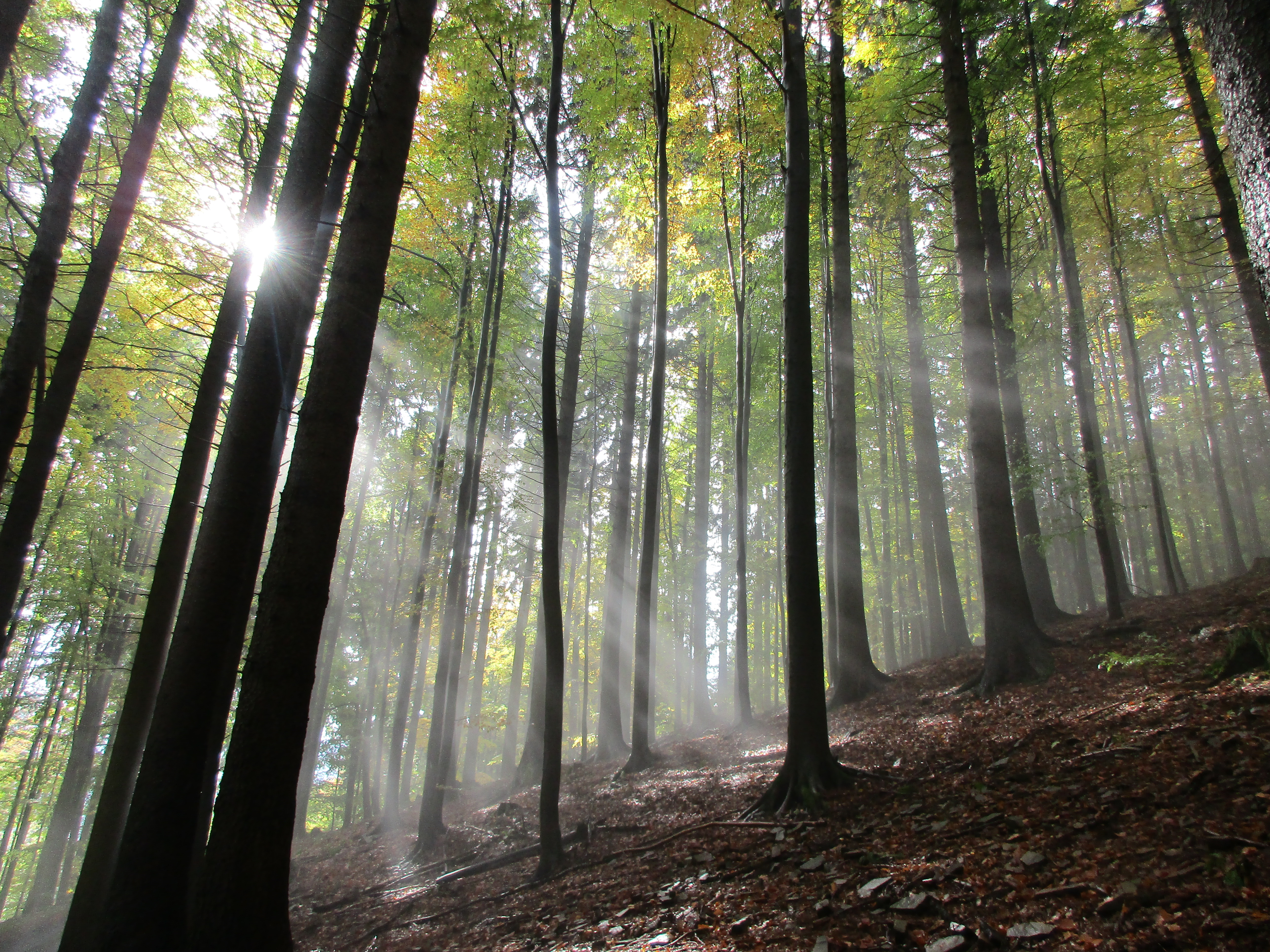 Czech Republic Fall Fog Forest Sunbeam 5152x3864