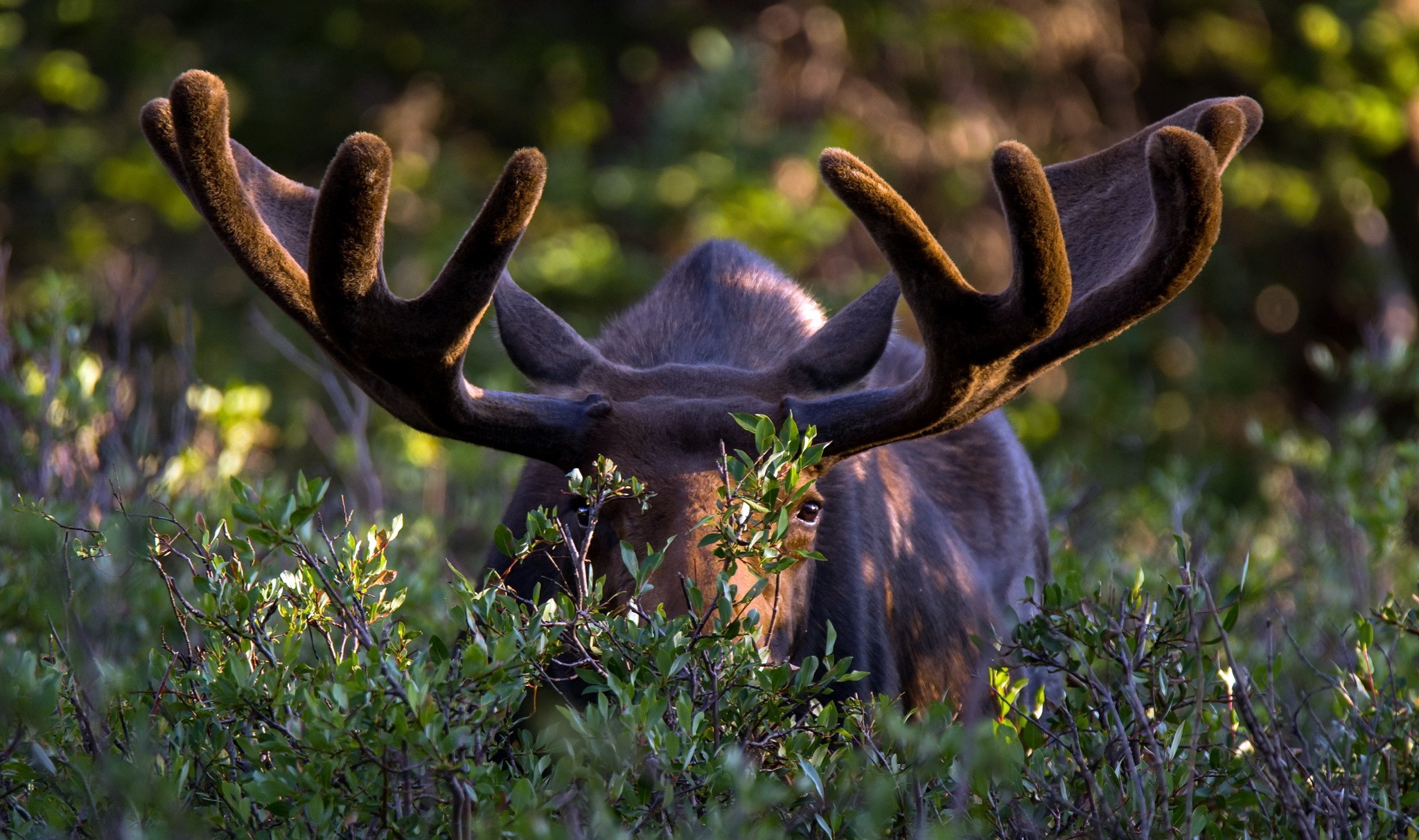 Moose Stare Wildlife 2048x1213
