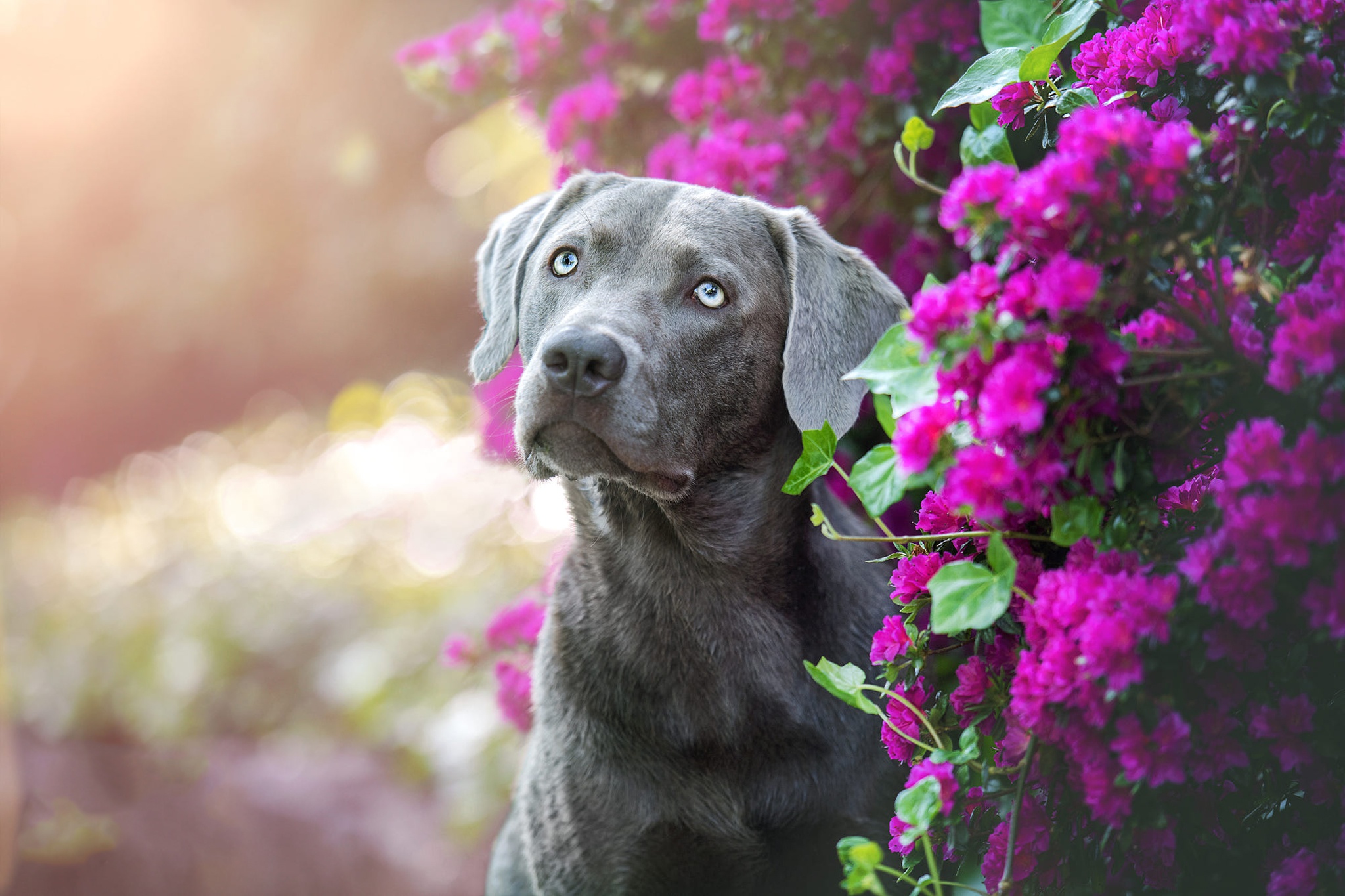 Dog Pet Purple Flower Weimaraner 2048x1365