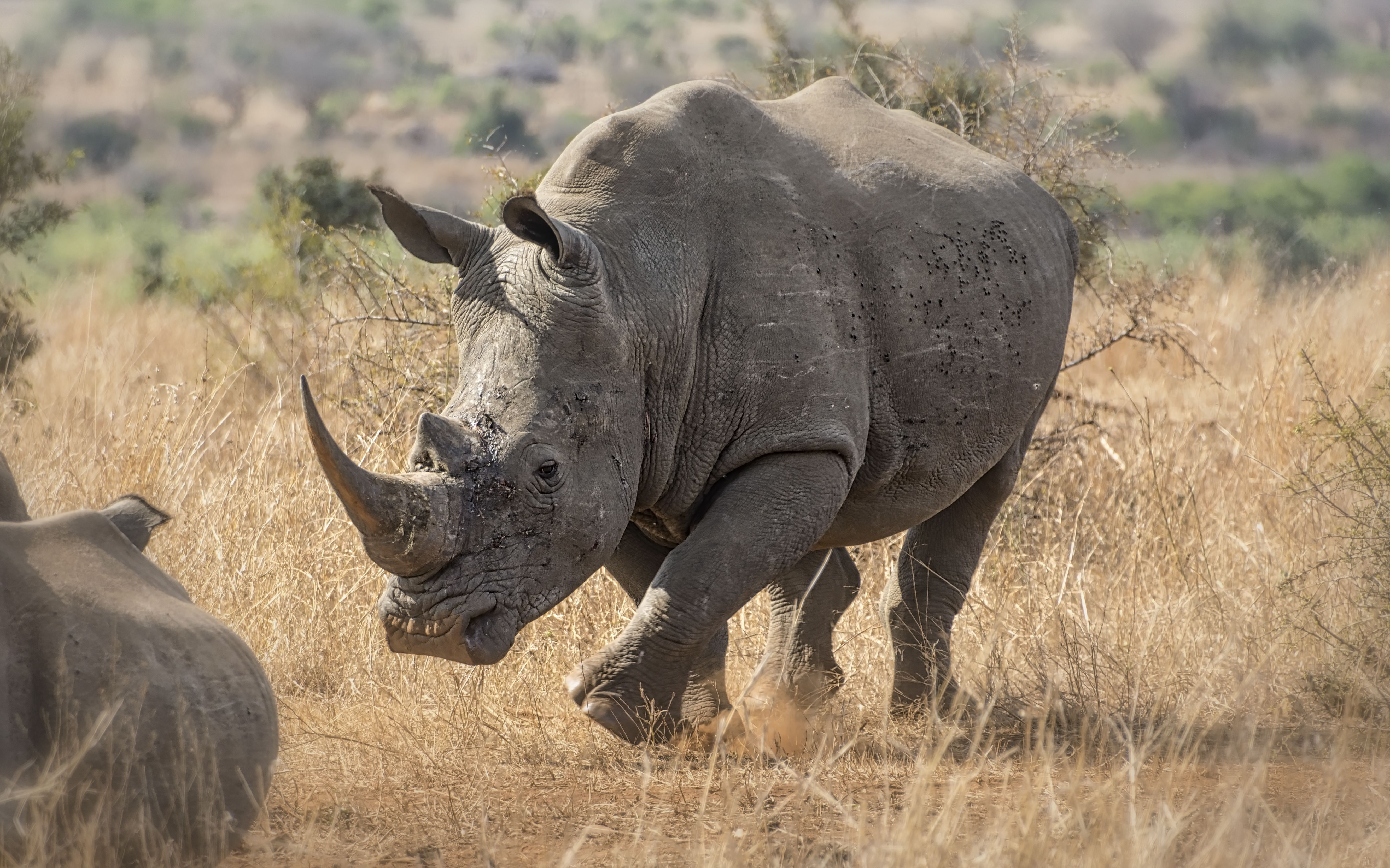 Animal Rhino 5322x3326