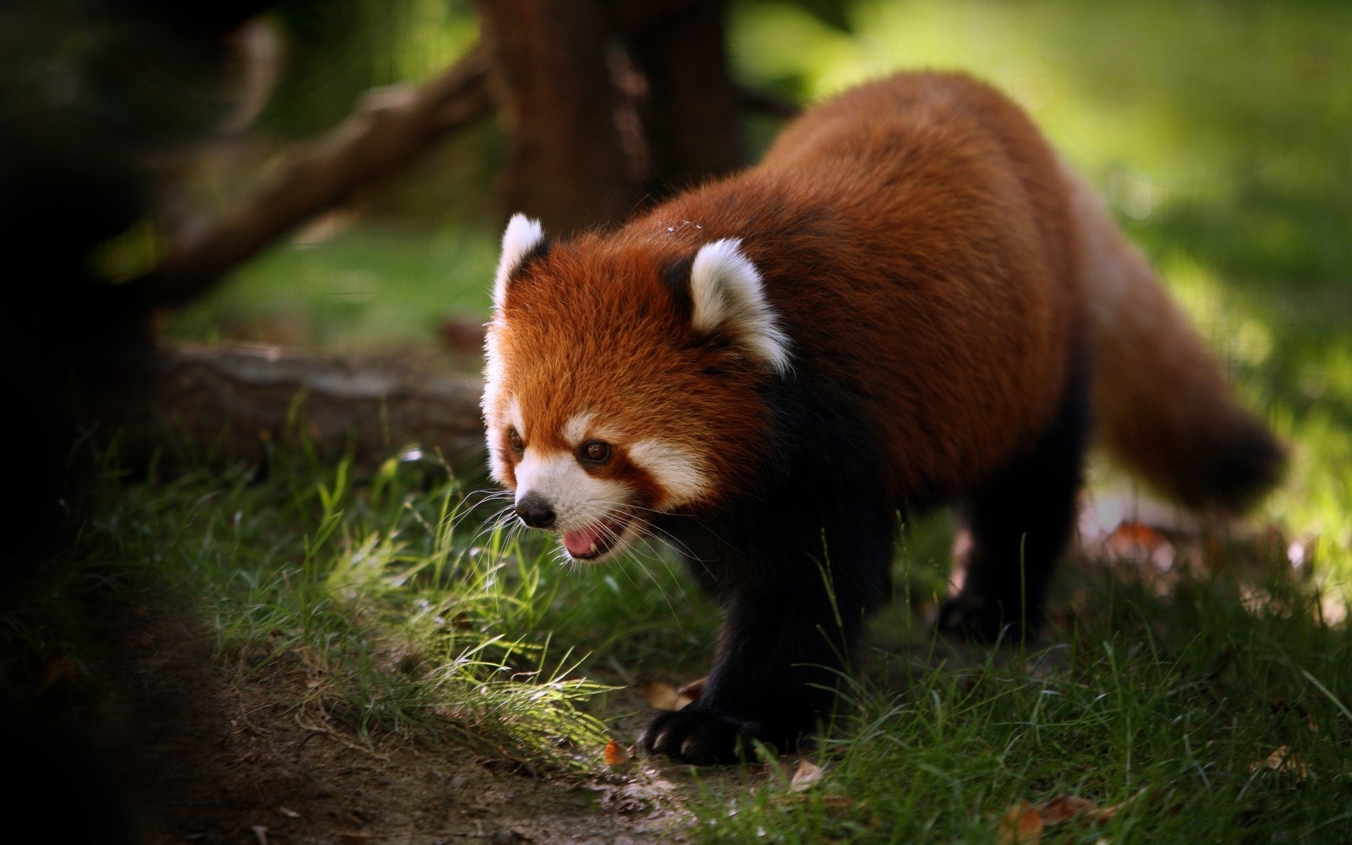 Animal Red Panda 1920x1200