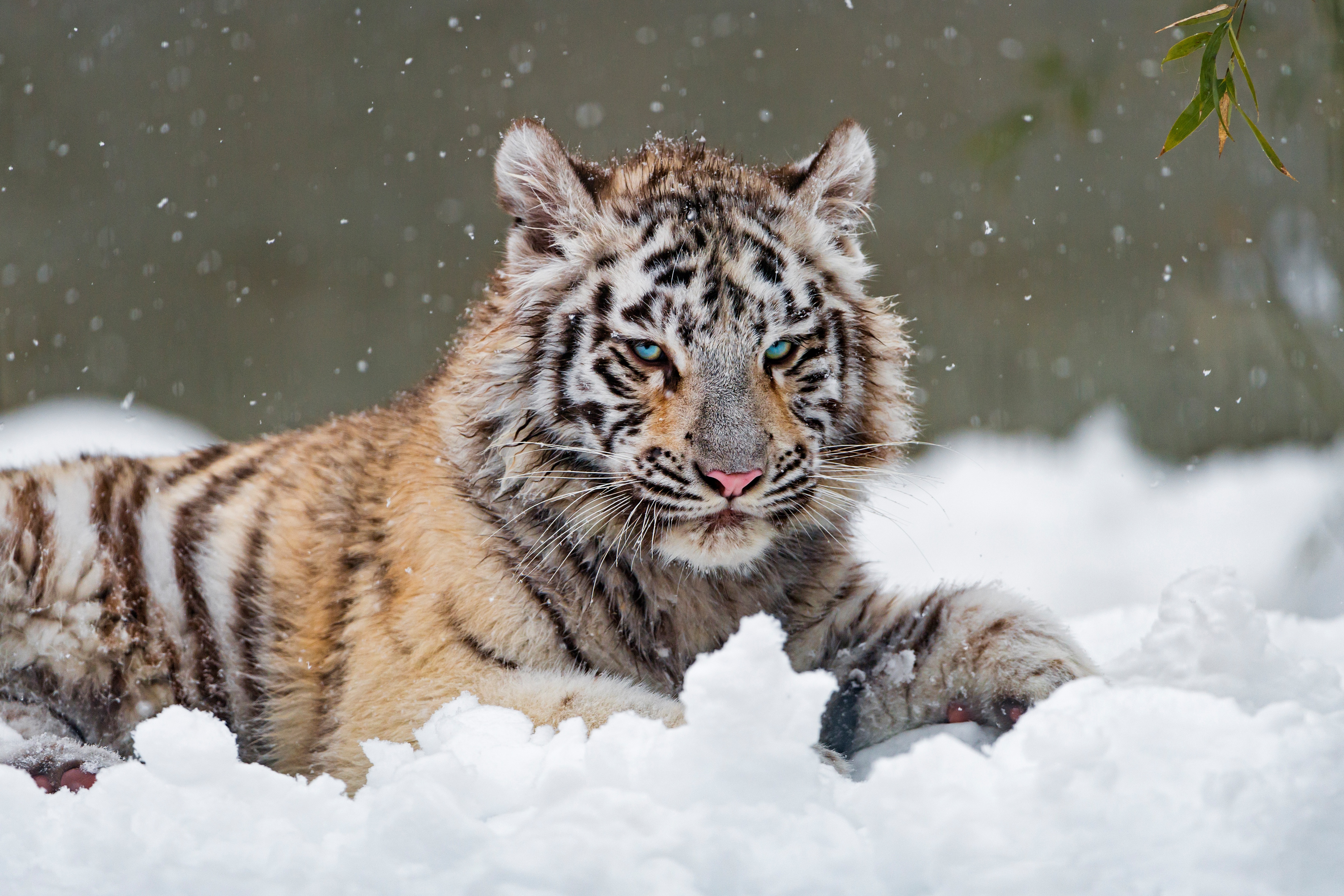 Big Cat Snow Tiger White Tiger Wildlife Winter Predator Animal 4987x3325