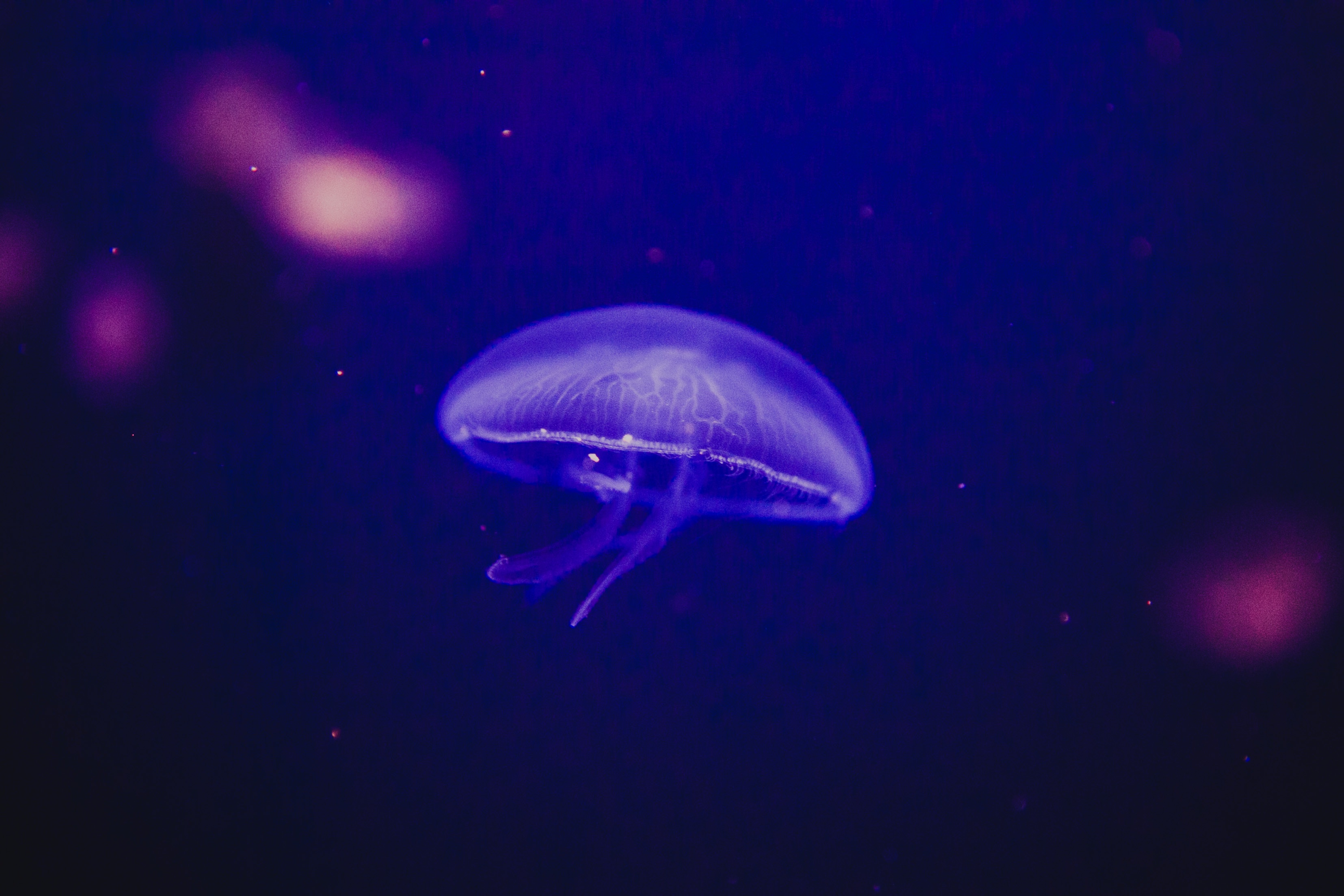 Blue Jellyfish Sea Life Underwater 3310x2207