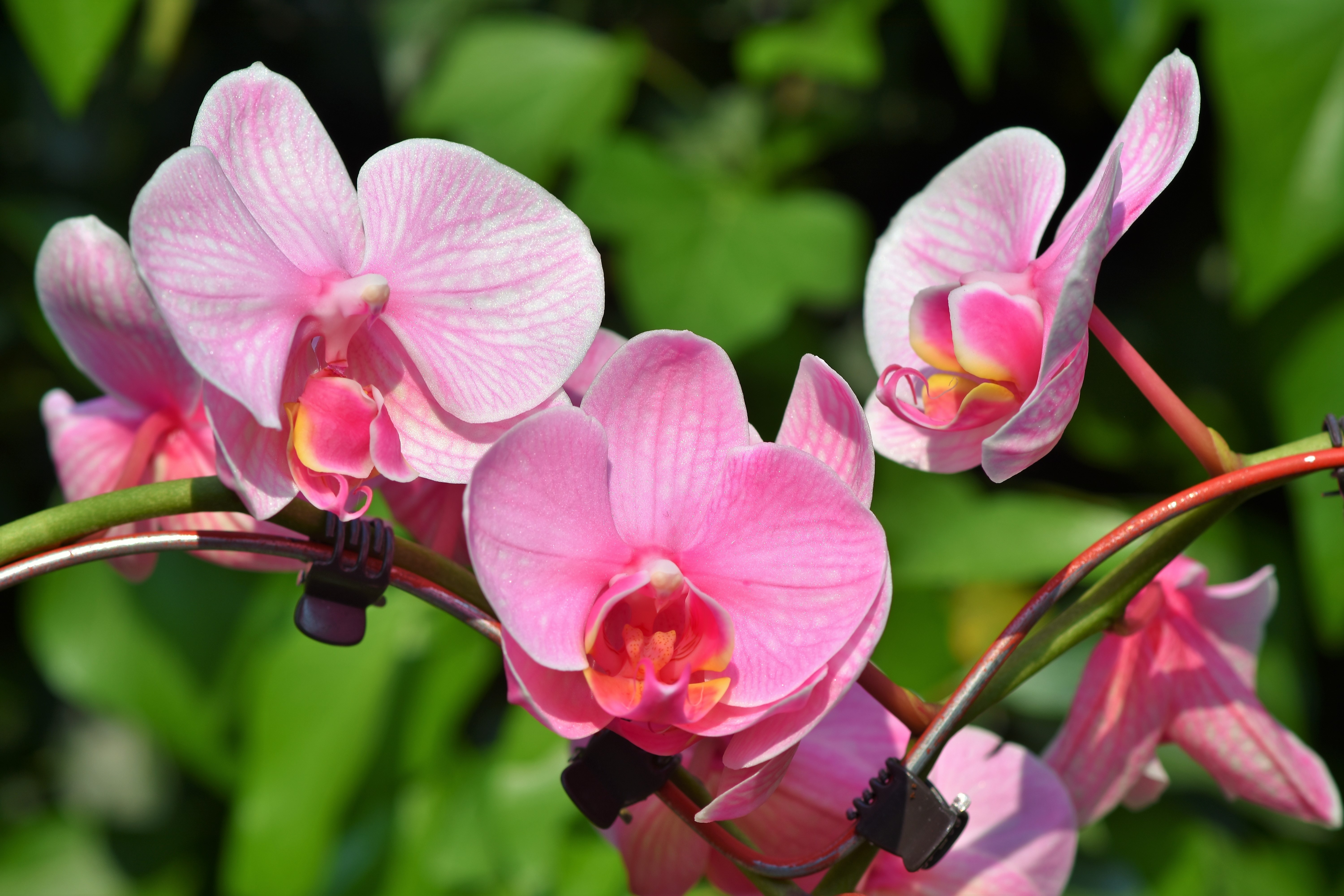 Flower Orchid Pink Flower 6000x4000