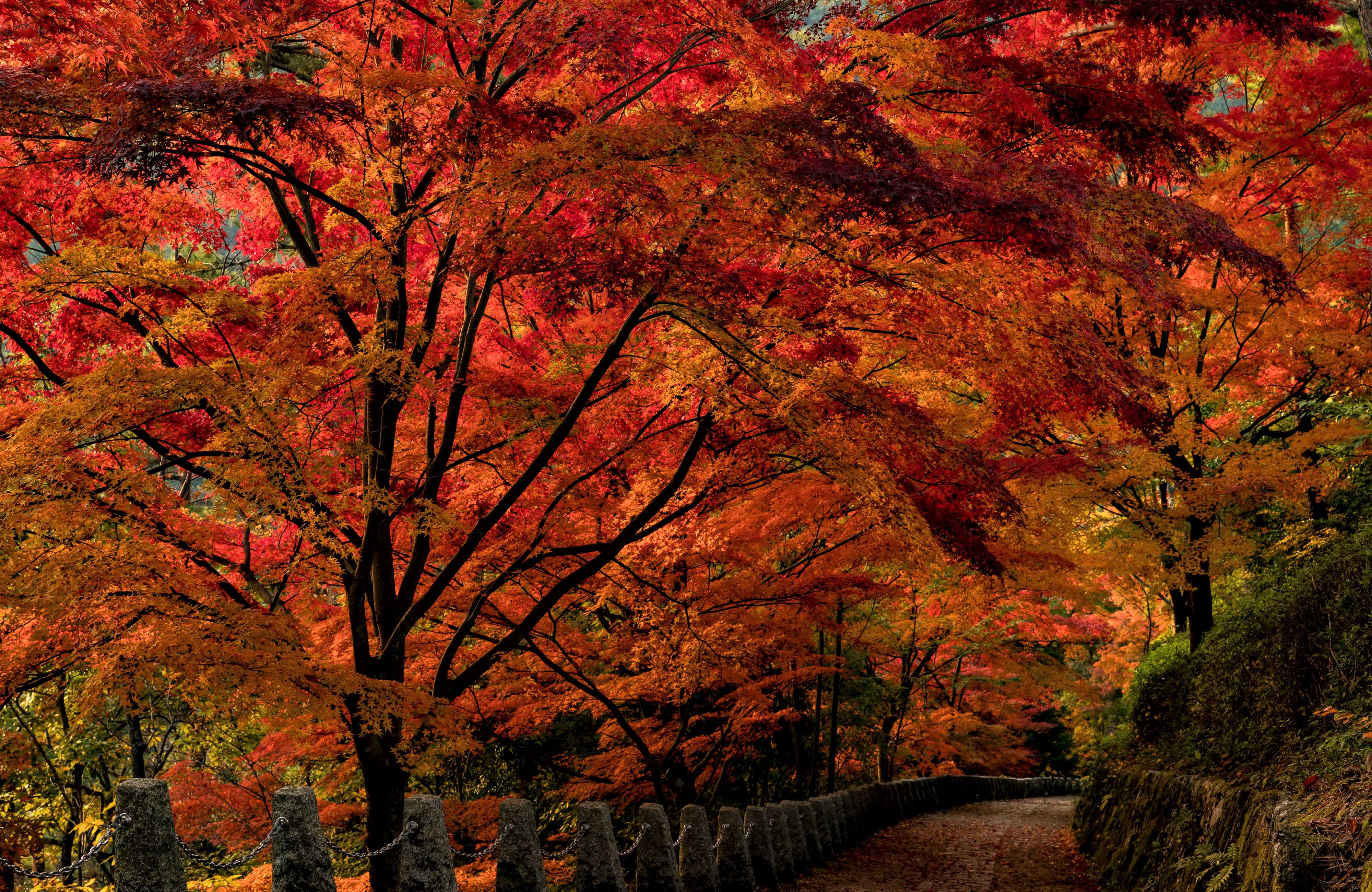 Fall Foliage Park Path Tree Walkway Wall 4000x2600